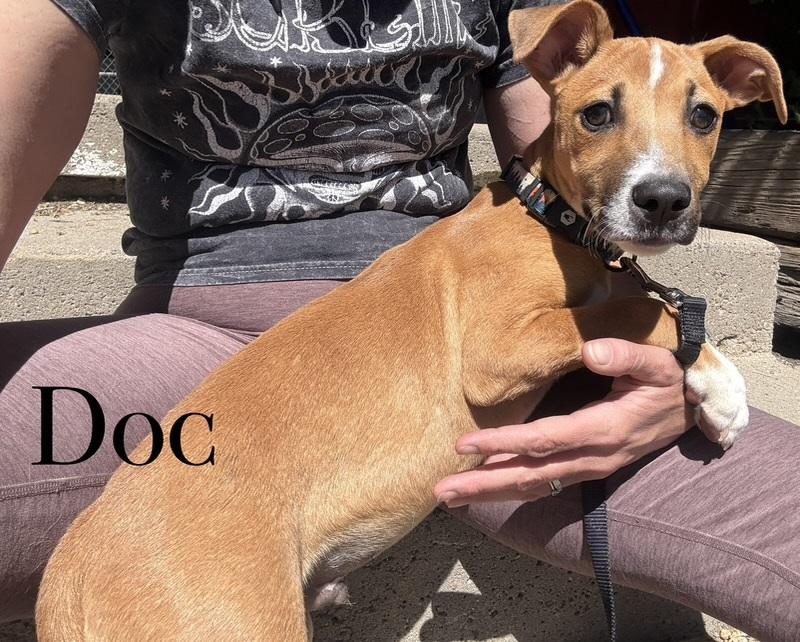 Enlarge Doc, a ADOPTABLE mixed breed in Craig, CO image 1/1