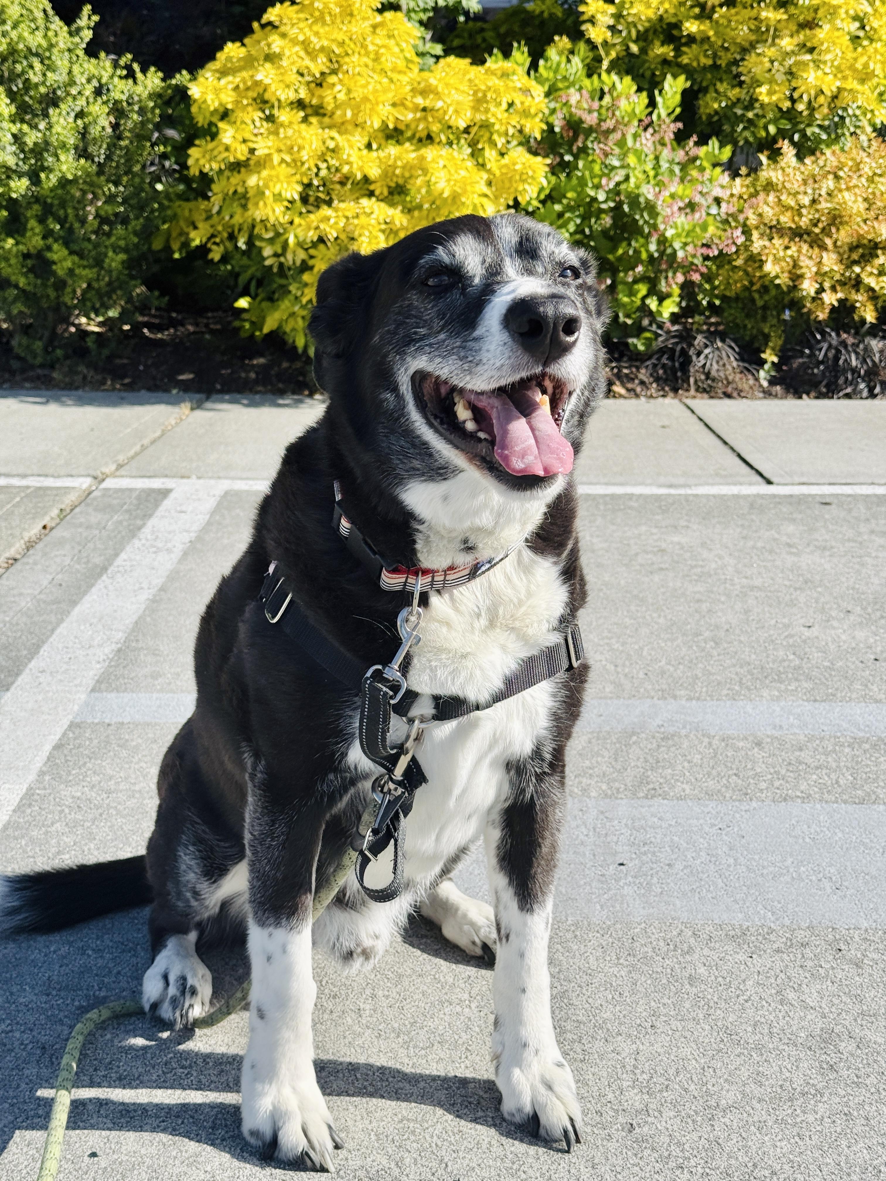 Scooter, a Adoptable mixed breed in Seattle, WA image 1/5