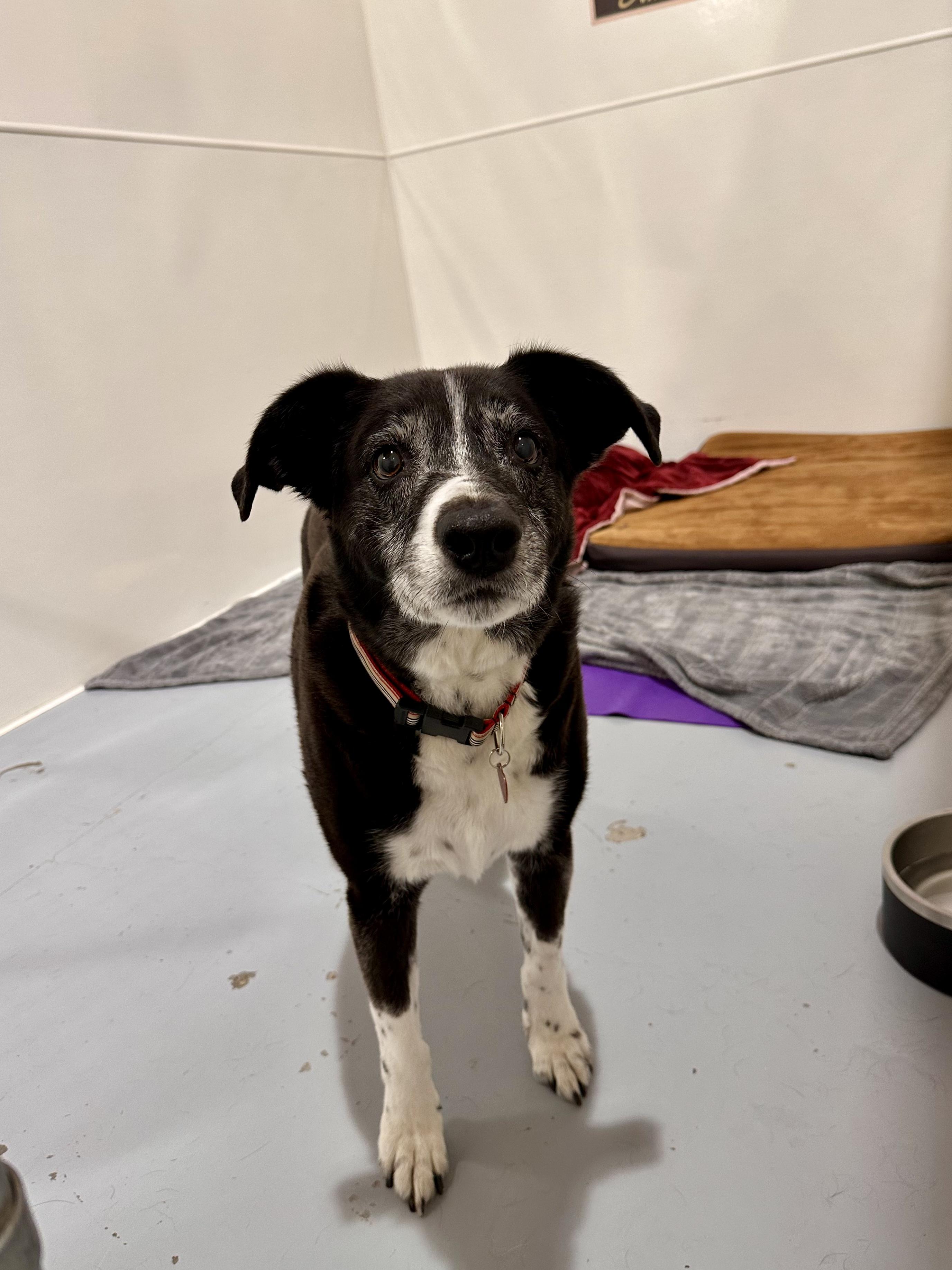 Scooter, a Adoptable mixed breed in Seattle, WA image 2/5