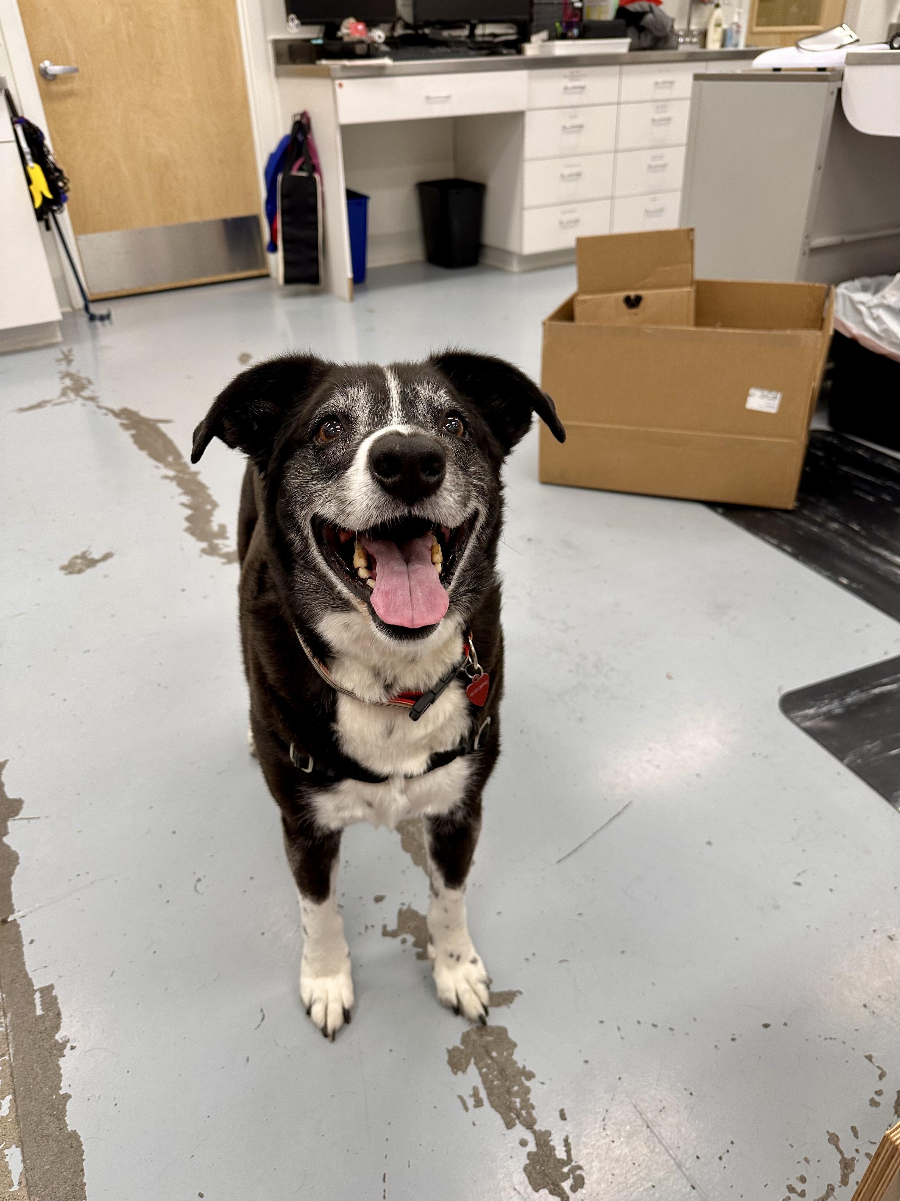 Scooter, a Adoptable mixed breed in Seattle, WA image 3/5