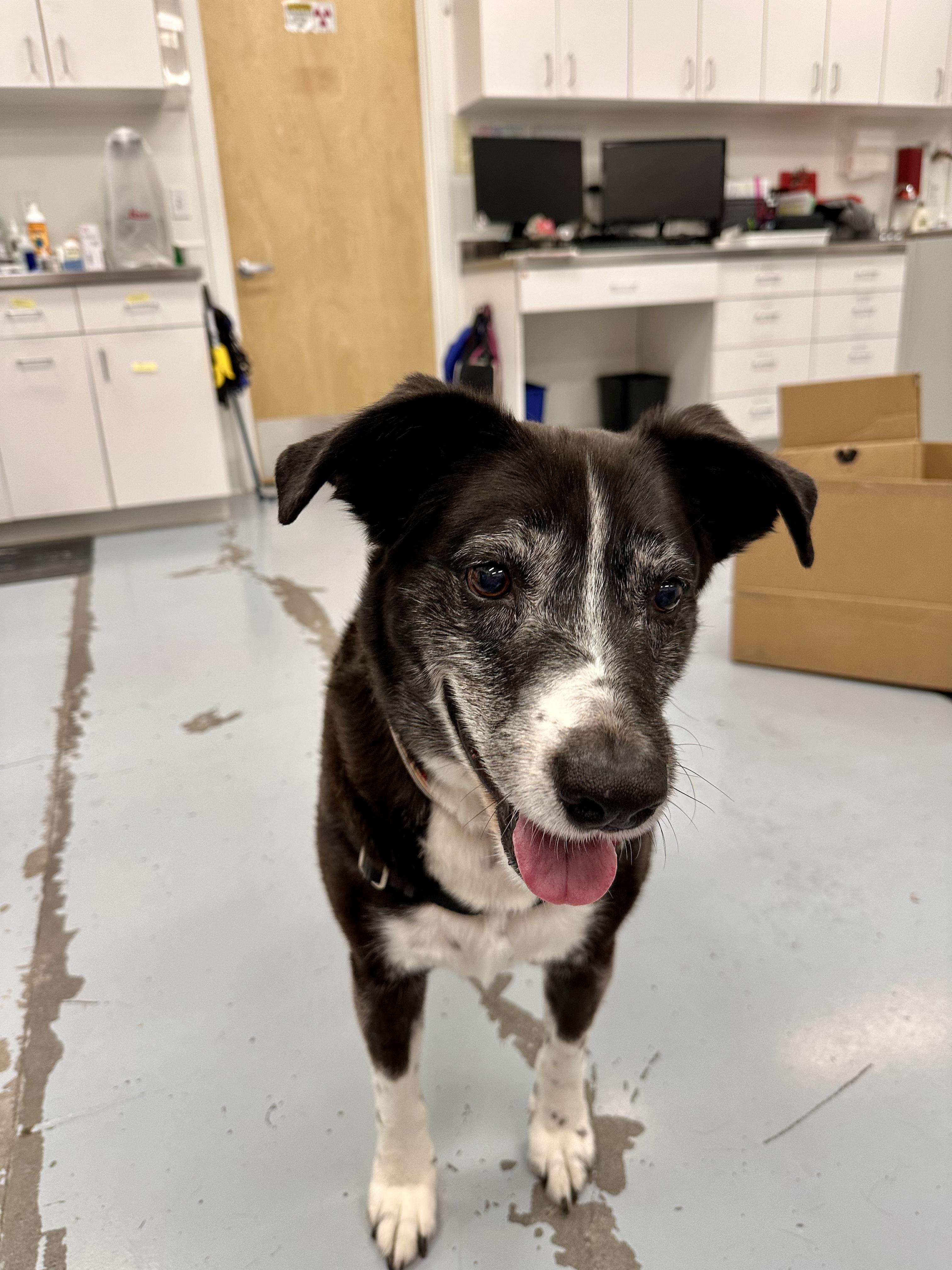 Scooter, a Adoptable mixed breed in Seattle, WA image 4/5