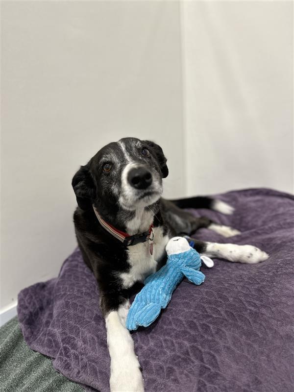 Scooter, a Adoptable mixed breed in Seattle, WA image 5/5