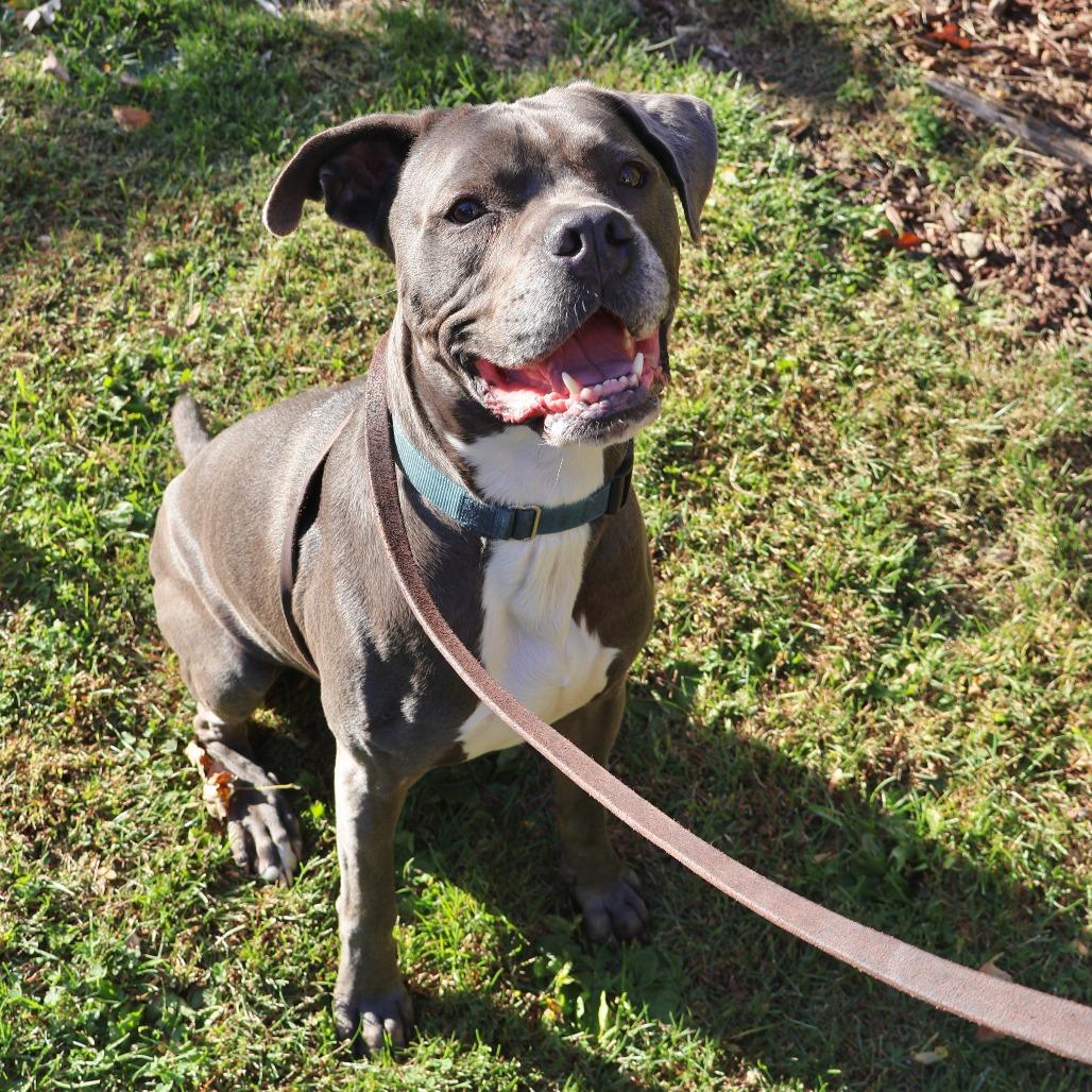 Roger, Adoptable, Adult Male American Staffordshire Terrier & Mixed Breed.