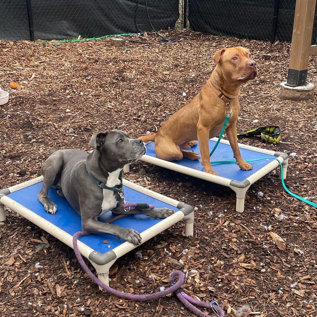 Enlarge Roger, a Adoptable mixed breed in Briarcliff Manor, NY image 2/5