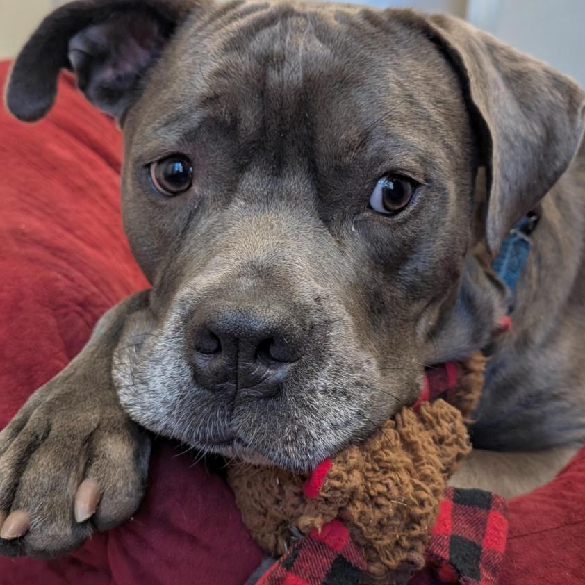 Enlarge Roger, a Adoptable mixed breed in Briarcliff Manor, NY image 3/5