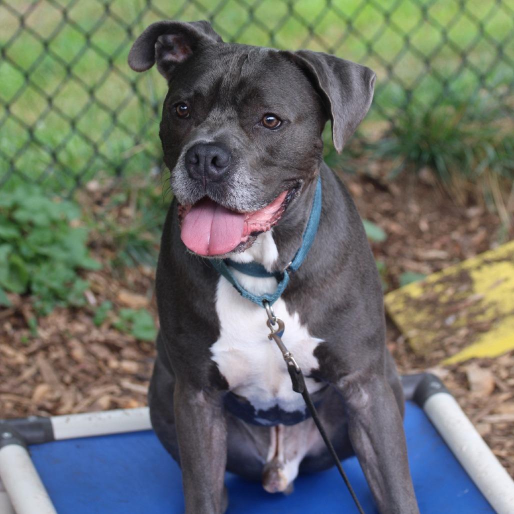 Enlarge Roger, a Adoptable mixed breed in Briarcliff Manor, NY image 4/5