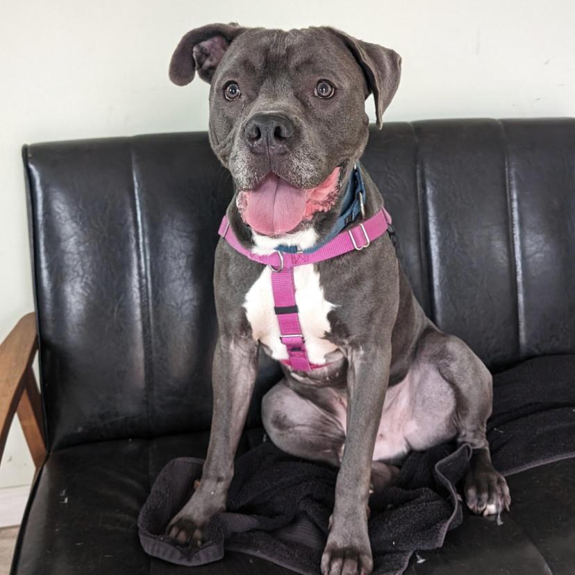 Enlarge Roger, a Adoptable mixed breed in Briarcliff Manor, NY image 5/5