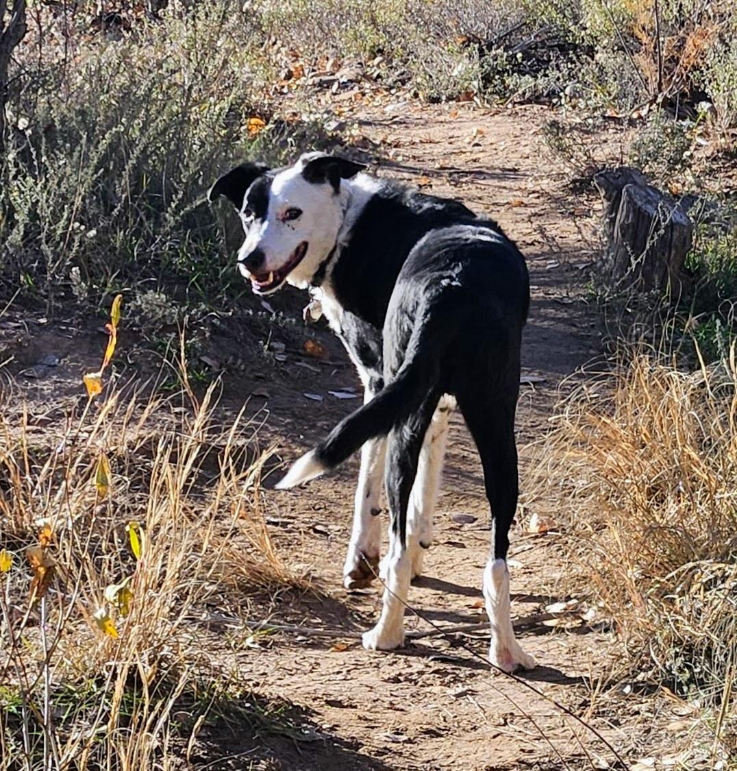 Lefty, ADOPTABLE, Adult Male Border Collie.