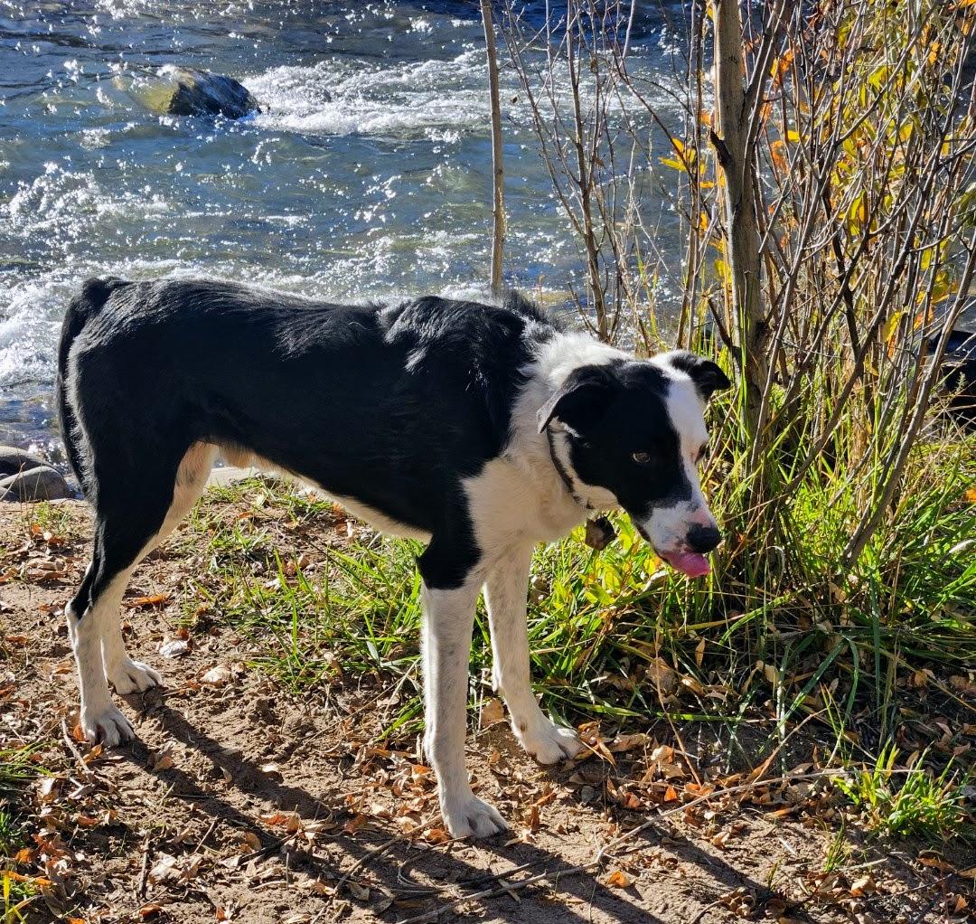 Enlarge Lefty, a ADOPTABLE Border Collie in Nucla, CO image 2/3