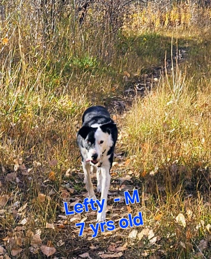 Enlarge Lefty, a ADOPTABLE Border Collie in Nucla, CO image 3/3
