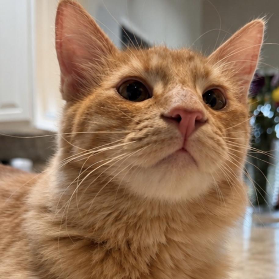 Reggie, Adoptable, Kitten Male Domestic Medium Hair.