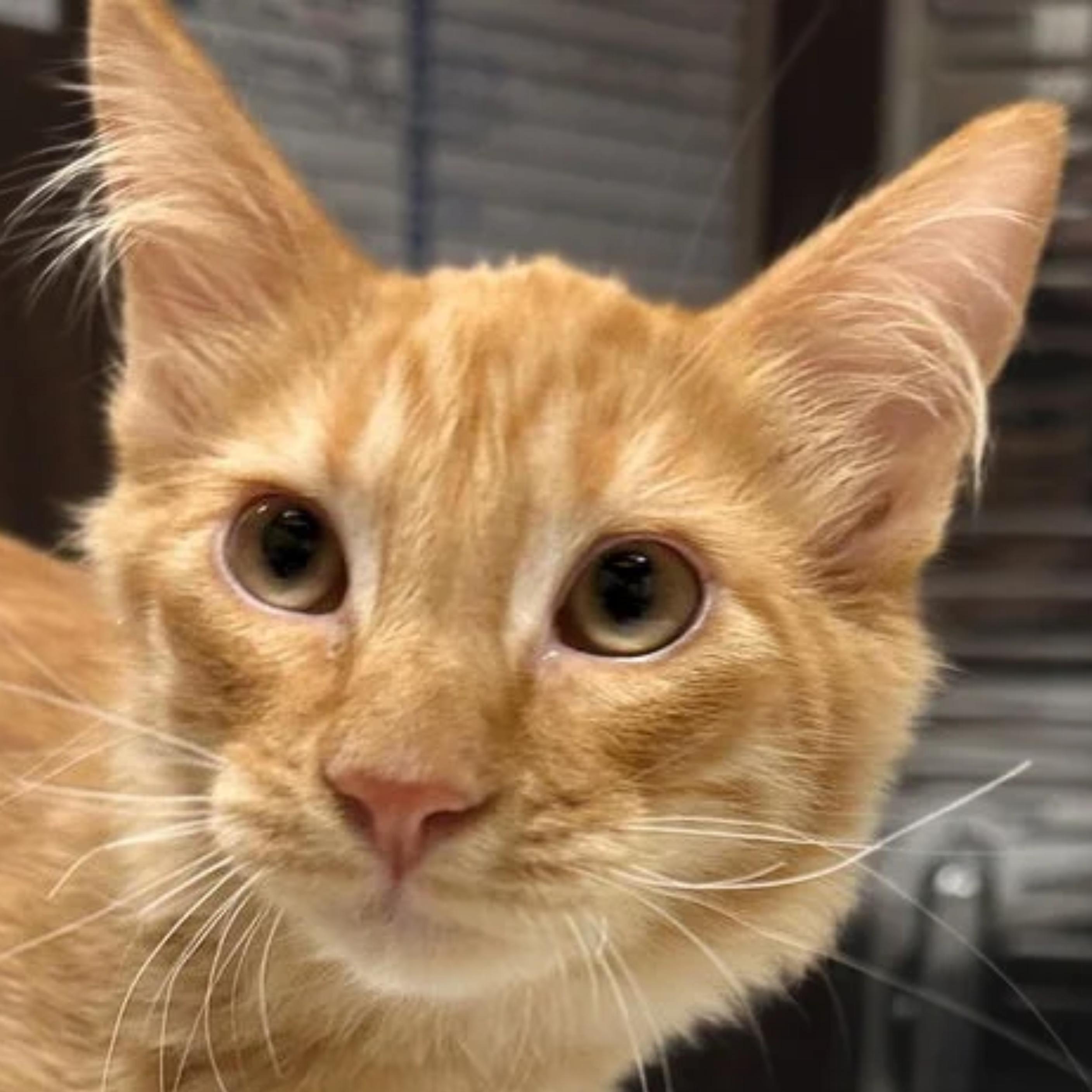 Enlarge Reggie, a Adoptable mixed breed in Santa Fe, NM image 4/6