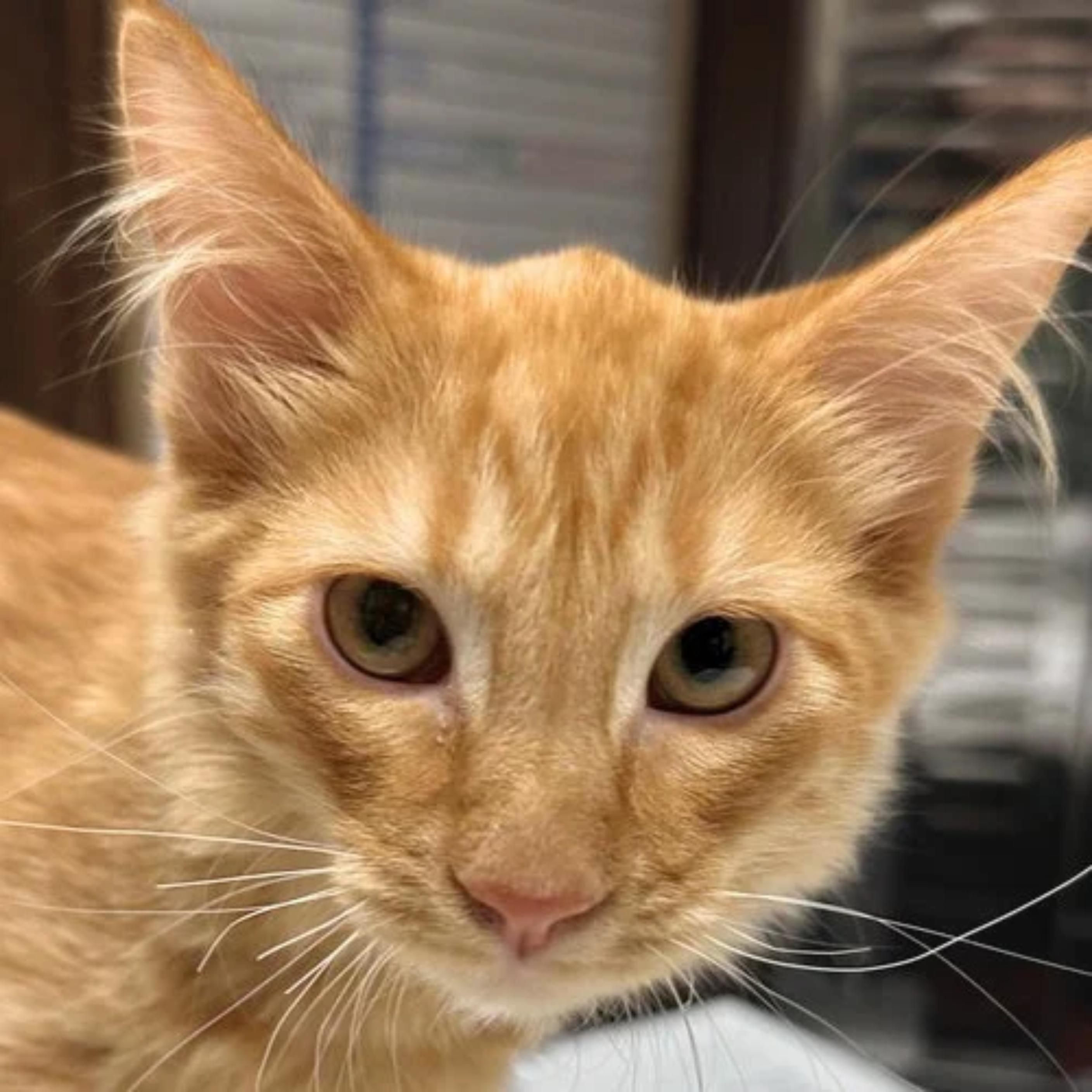 Enlarge Reggie, a Adoptable mixed breed in Santa Fe, NM image 6/6