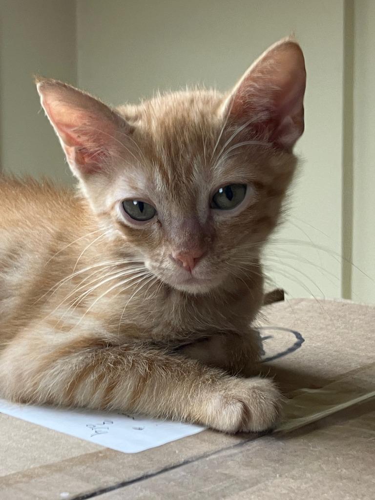 Billy, Adoptable, Kitten Male Domestic Short Hair.
