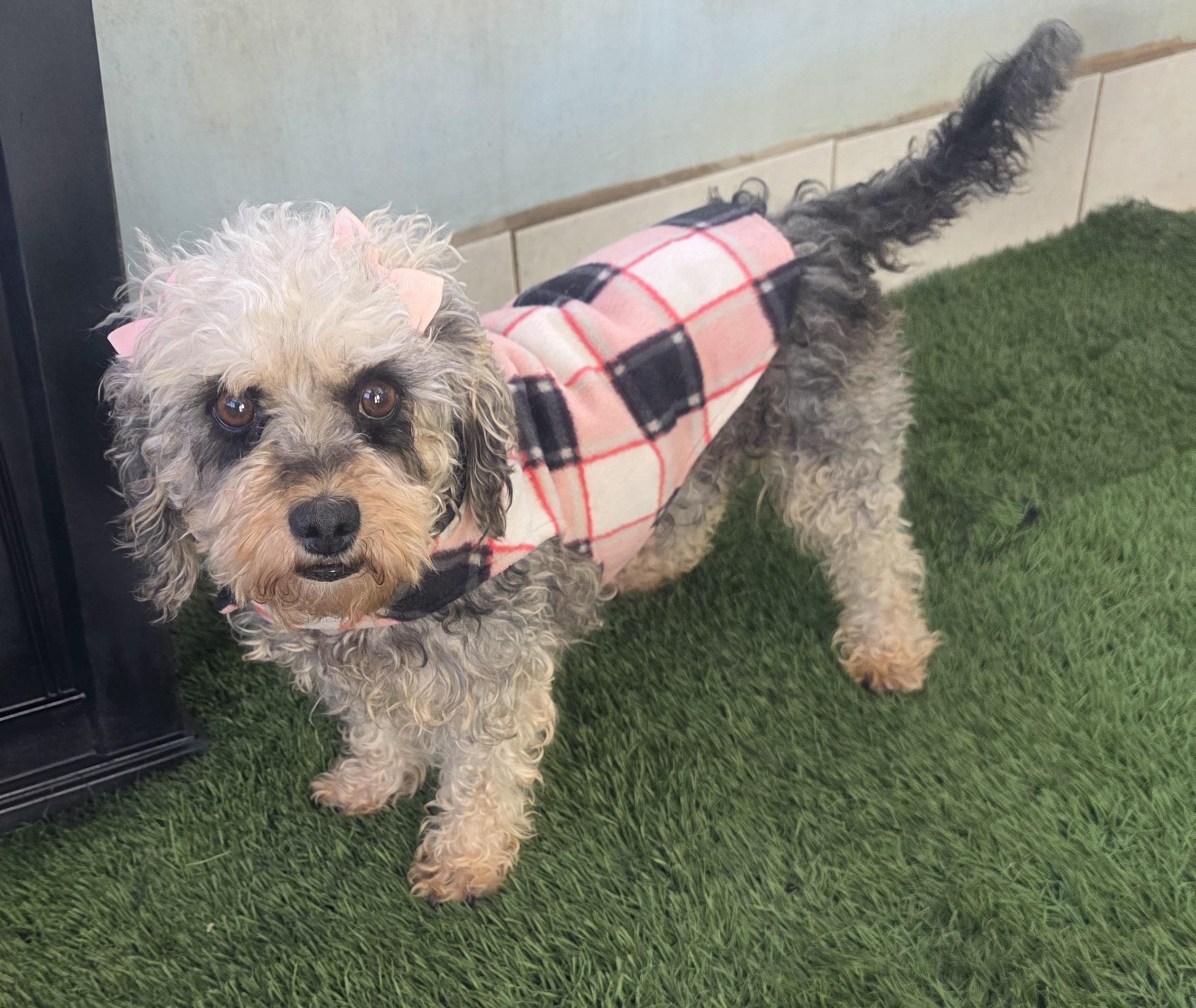 Sophy, ADOPTABLE, Young Female Maltipoo.