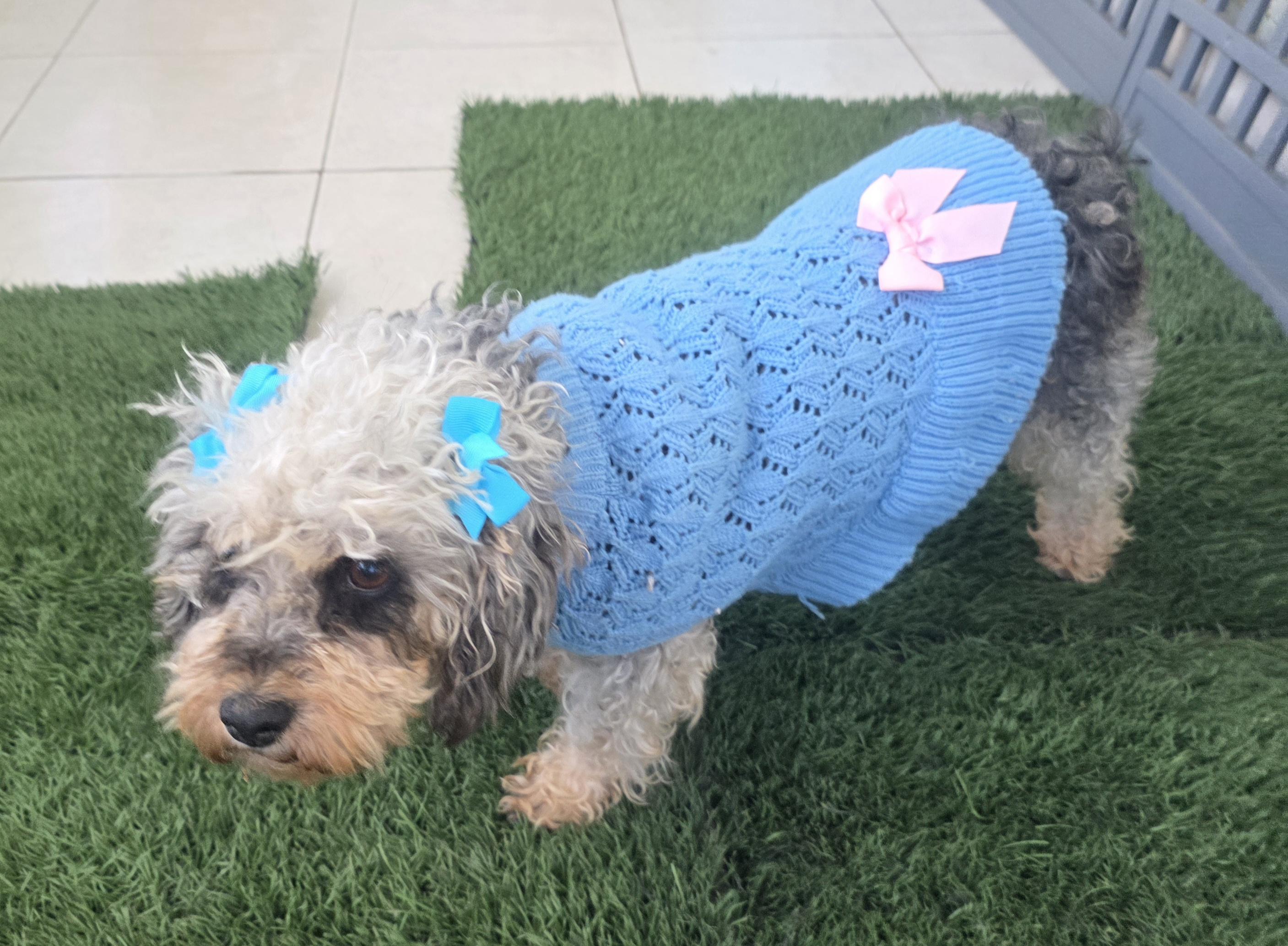 Enlarge Sophy, a ADOPTABLE Maltipoo in Fallbrook, CA image 4/6