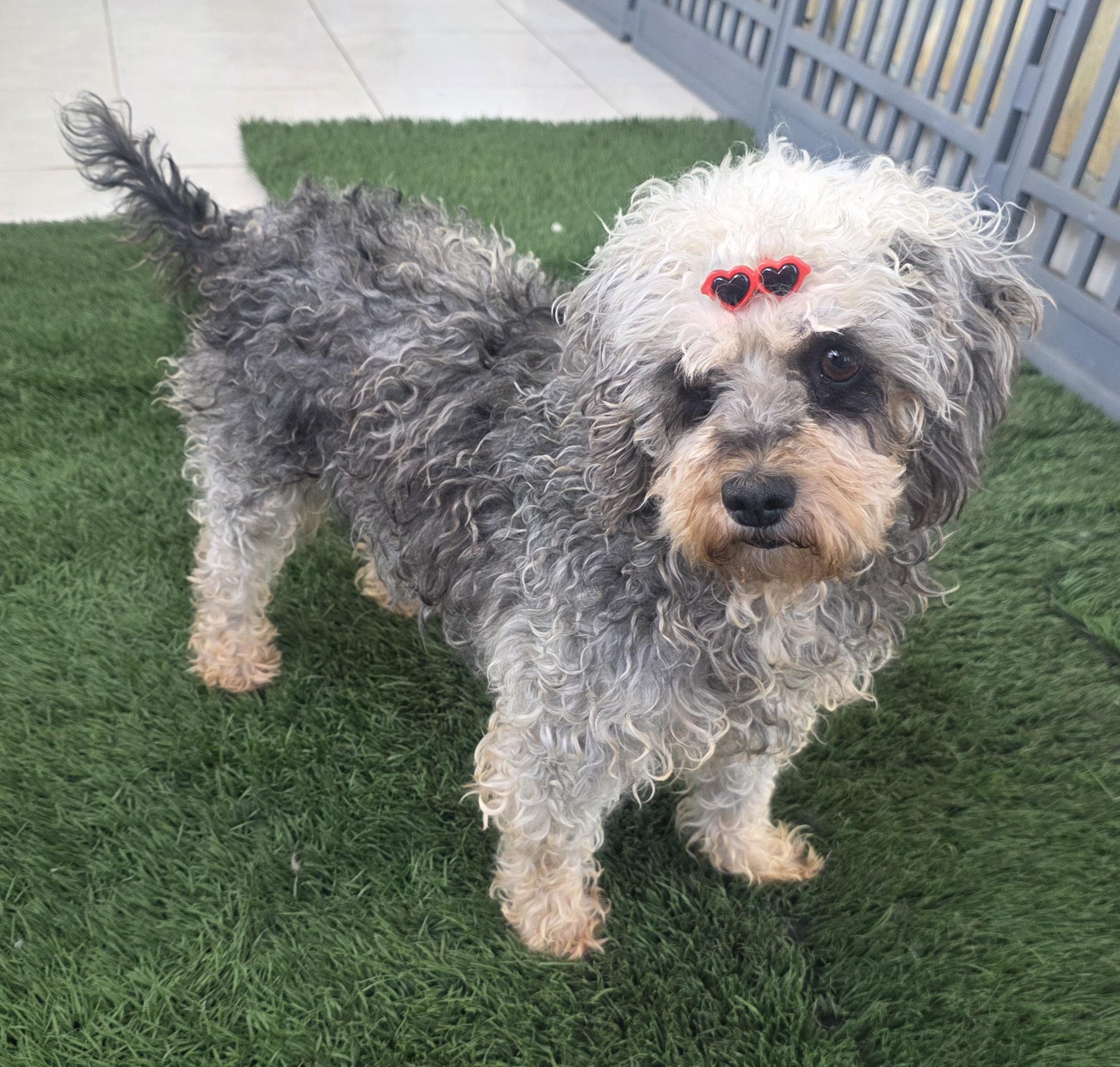 Enlarge Sophy, a ADOPTABLE Maltipoo in Fallbrook, CA image 3/6