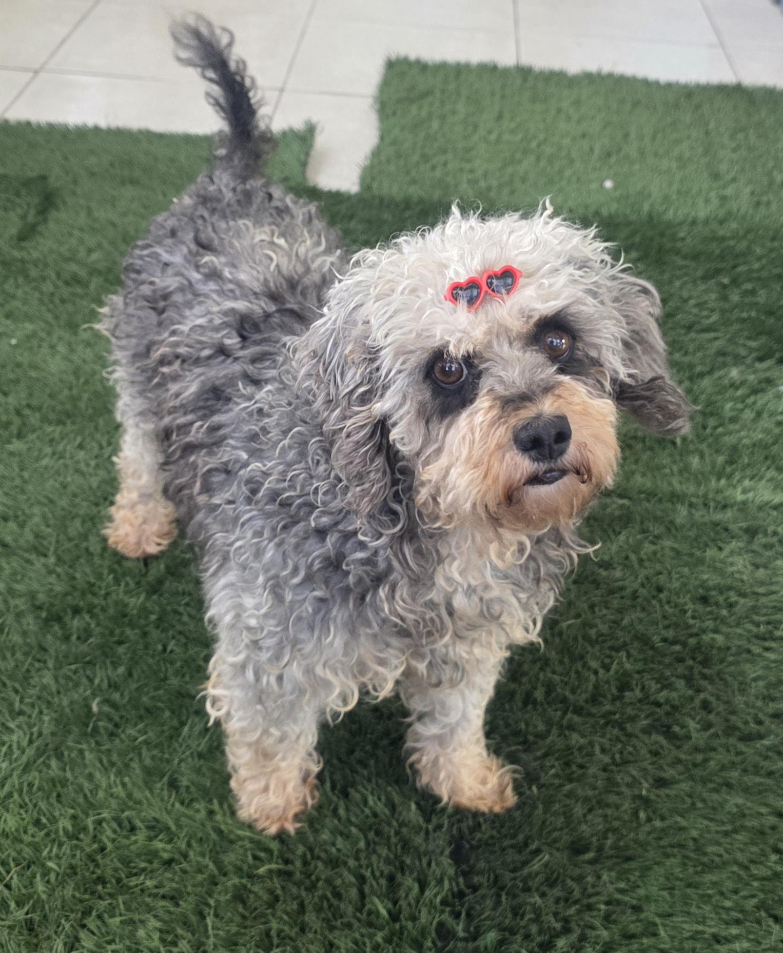 Enlarge Sophy, a ADOPTABLE Maltipoo in Fallbrook, CA image 2/6