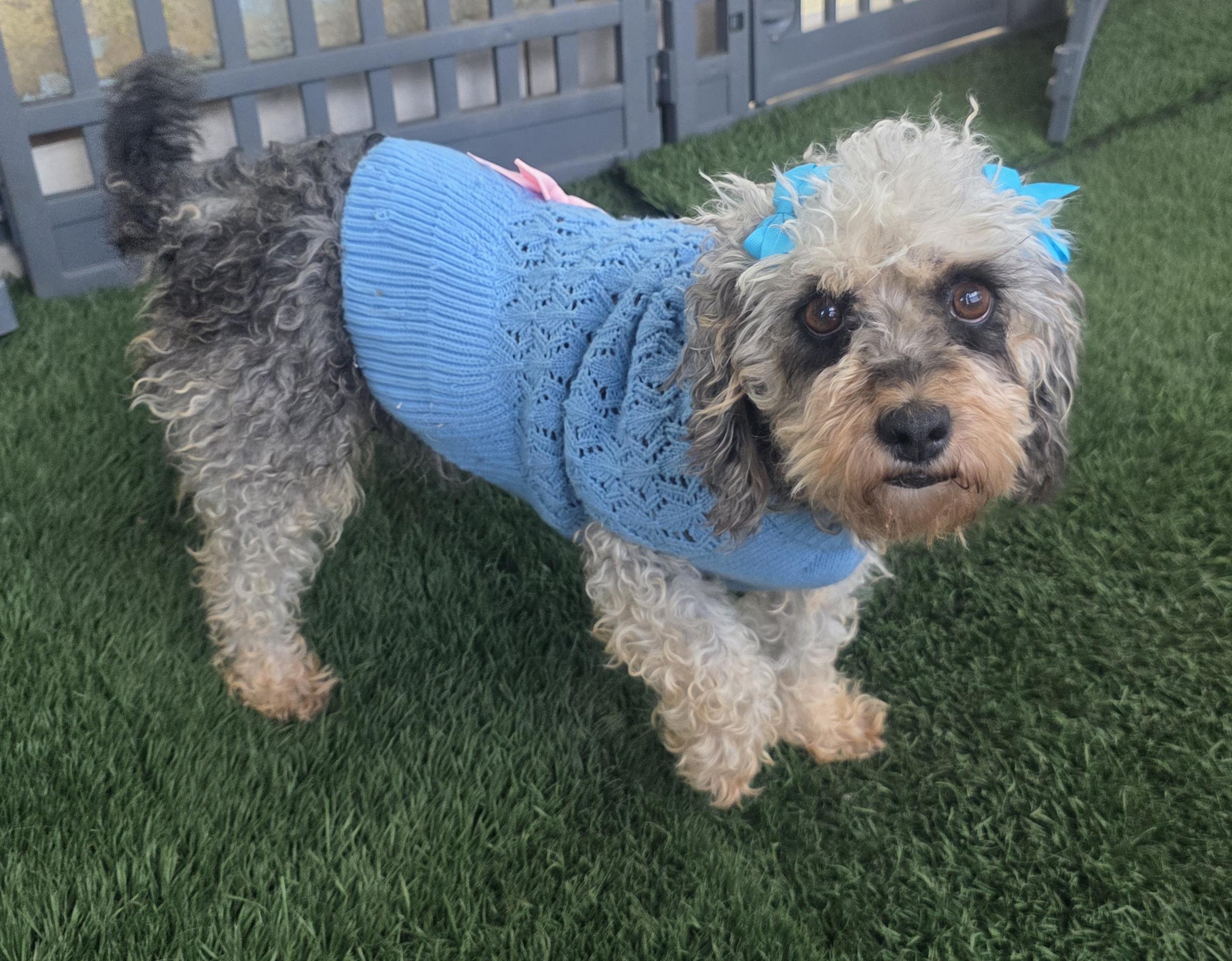 Enlarge Sophy, a ADOPTABLE Maltipoo in Fallbrook, CA image 6/6