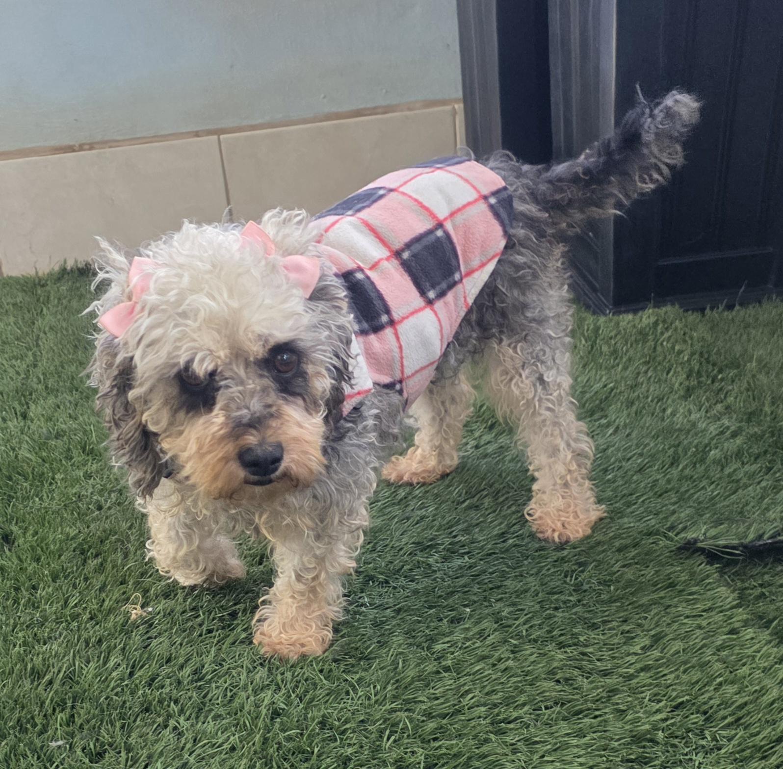 Enlarge Sophy, a ADOPTABLE Maltipoo in Fallbrook, CA image 5/6