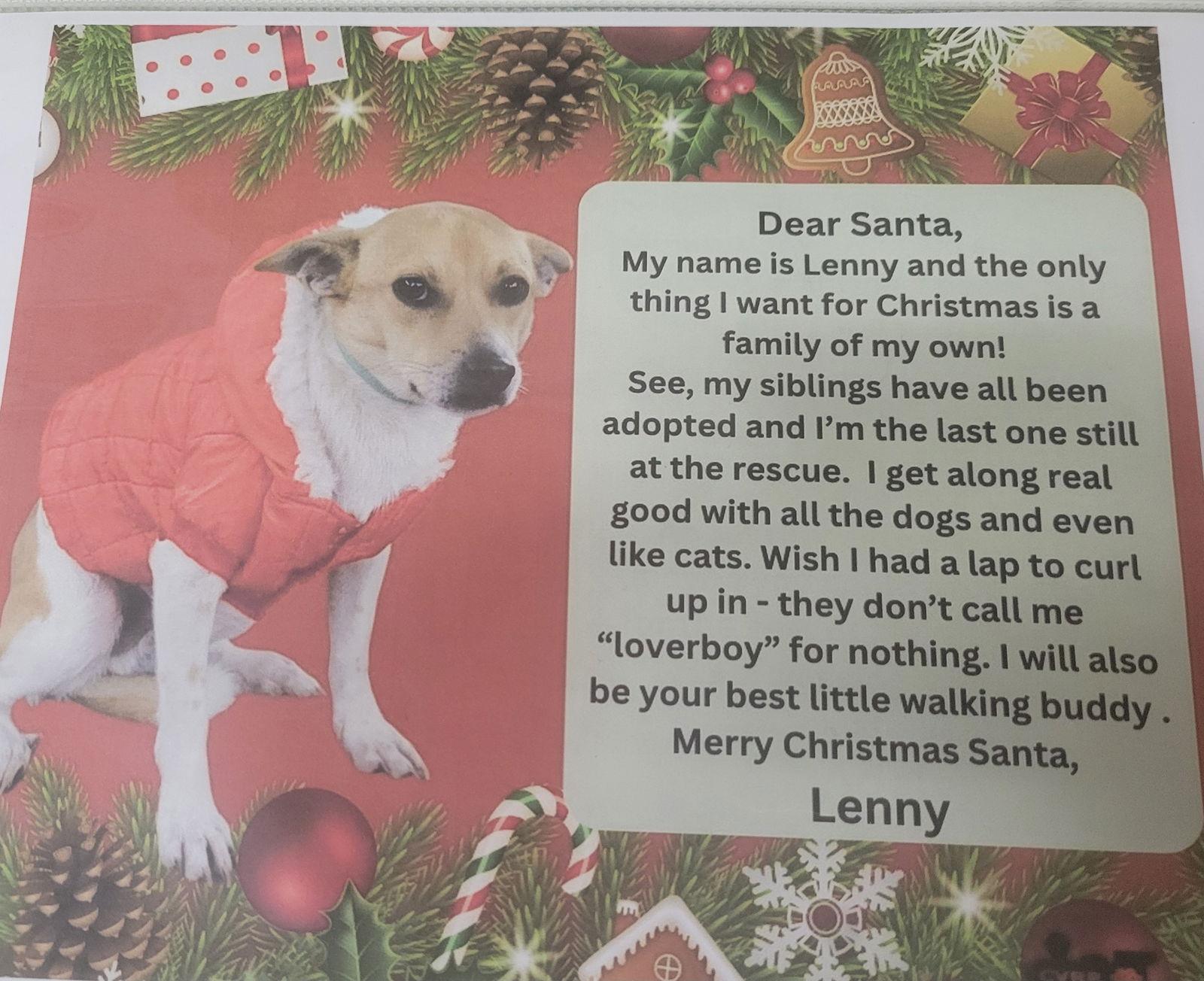 Lenny, Adoptable, Young Male Terrier & Chihuahua.