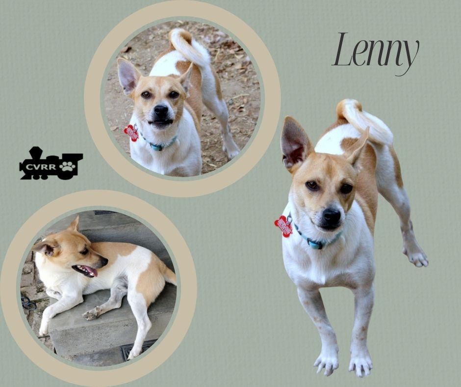 Lenny, Adoptable, Young Male Terrier & Chihuahua.