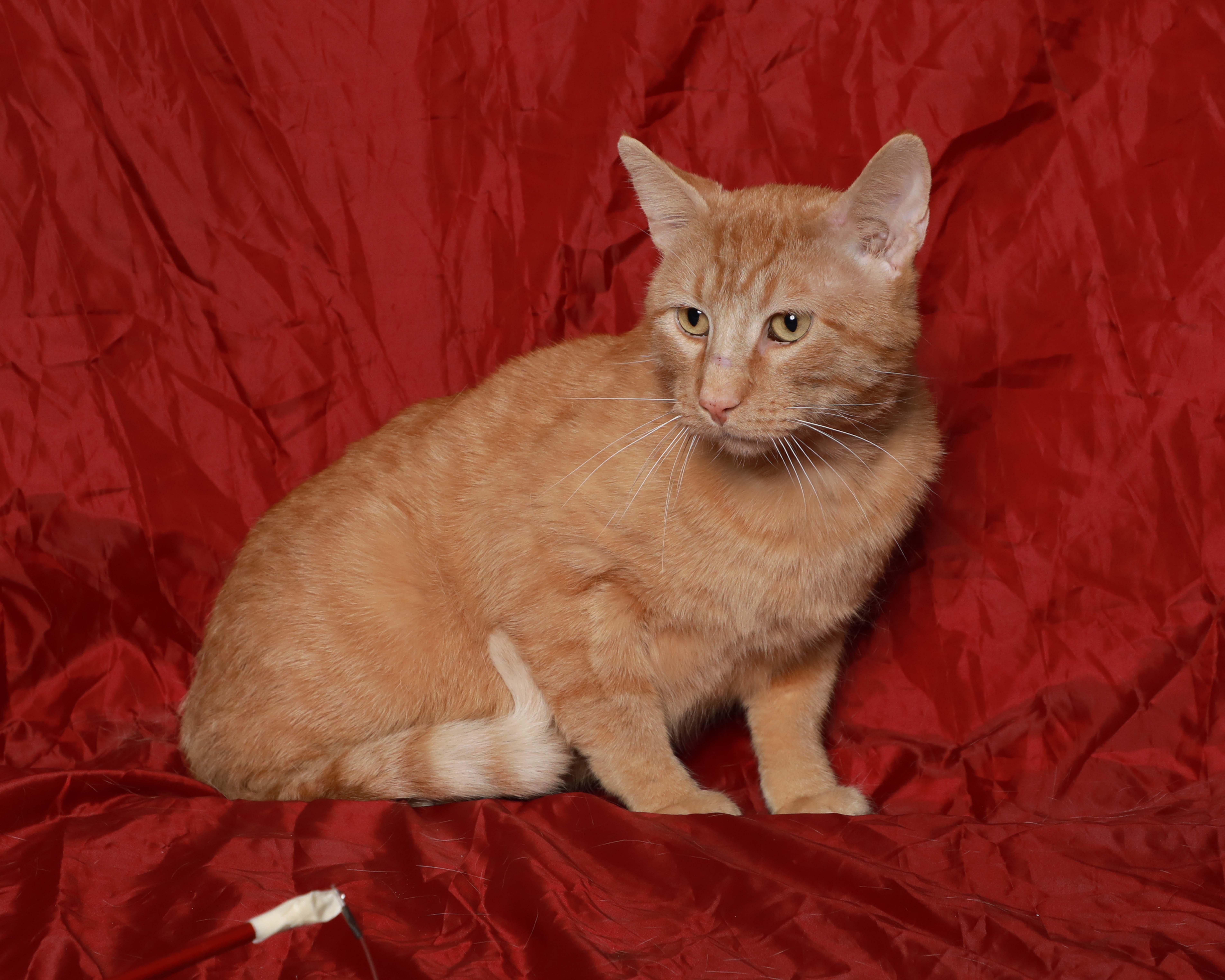 Van Gogh, a ADOPTABLE Domestic Short Hair in Rock Falls, IL image 2/4