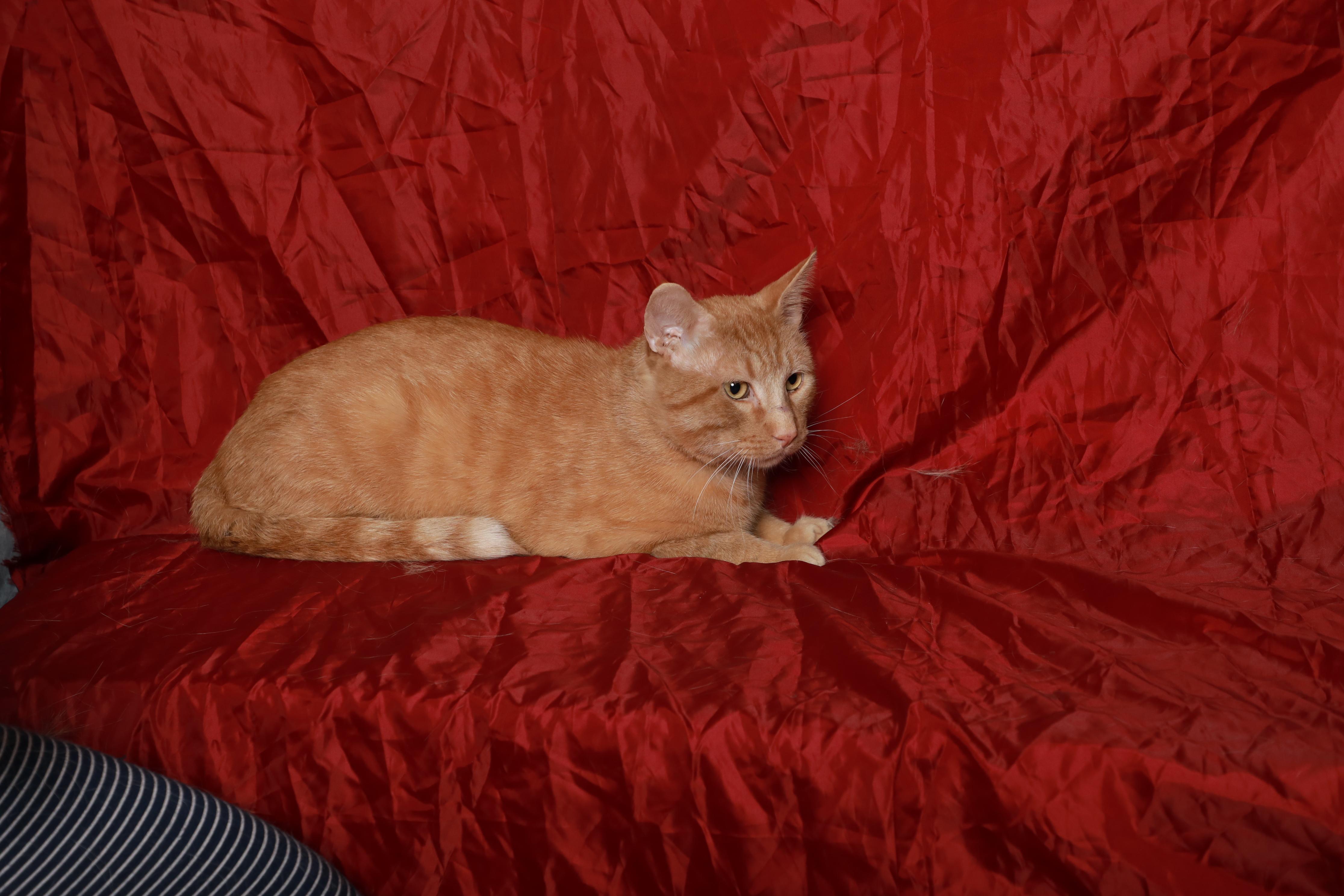 Van Gogh, a ADOPTABLE Domestic Short Hair in Rock Falls, IL image 4/4