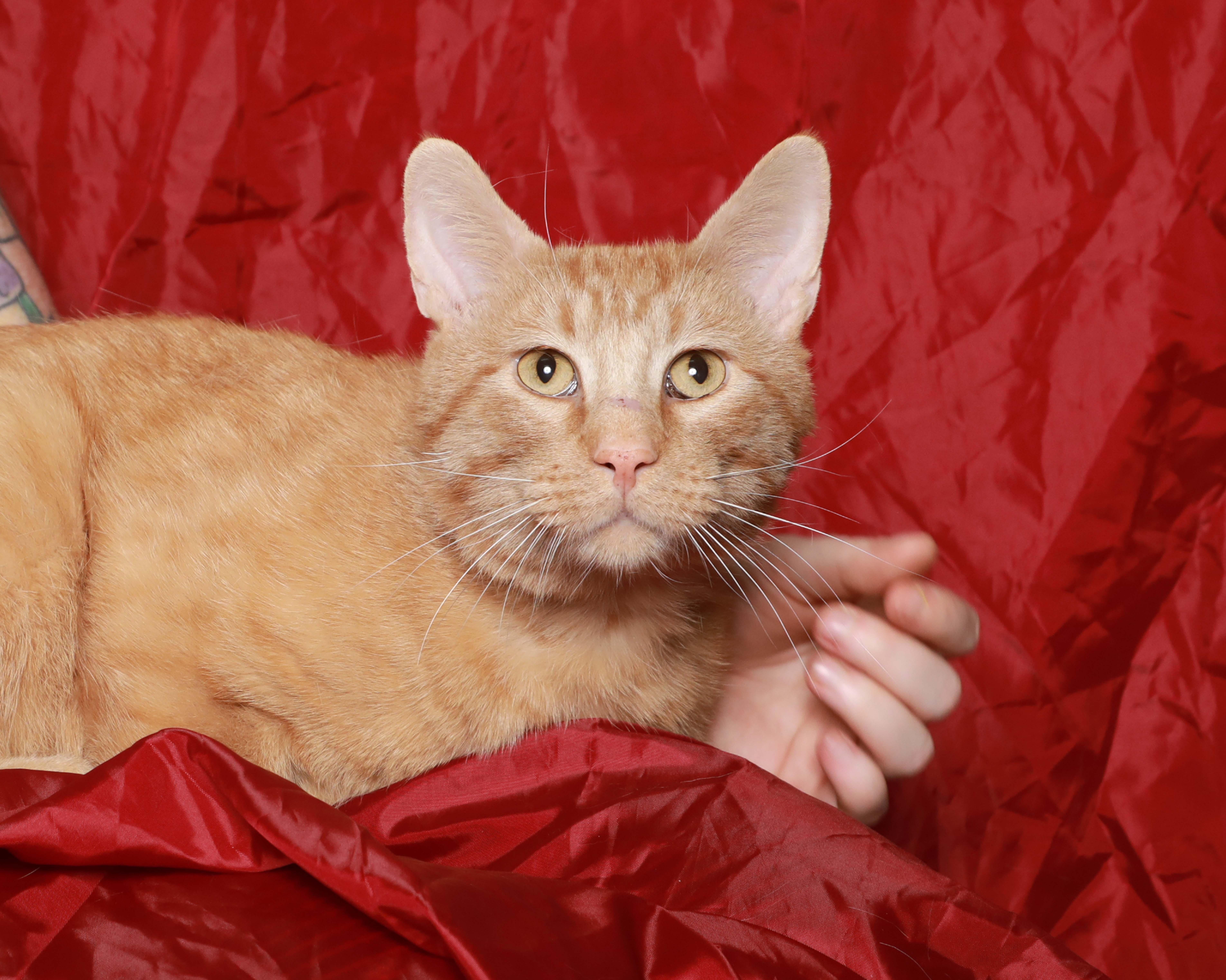 Van Gogh, ADOPTABLE, Adult Male Domestic Short Hair.