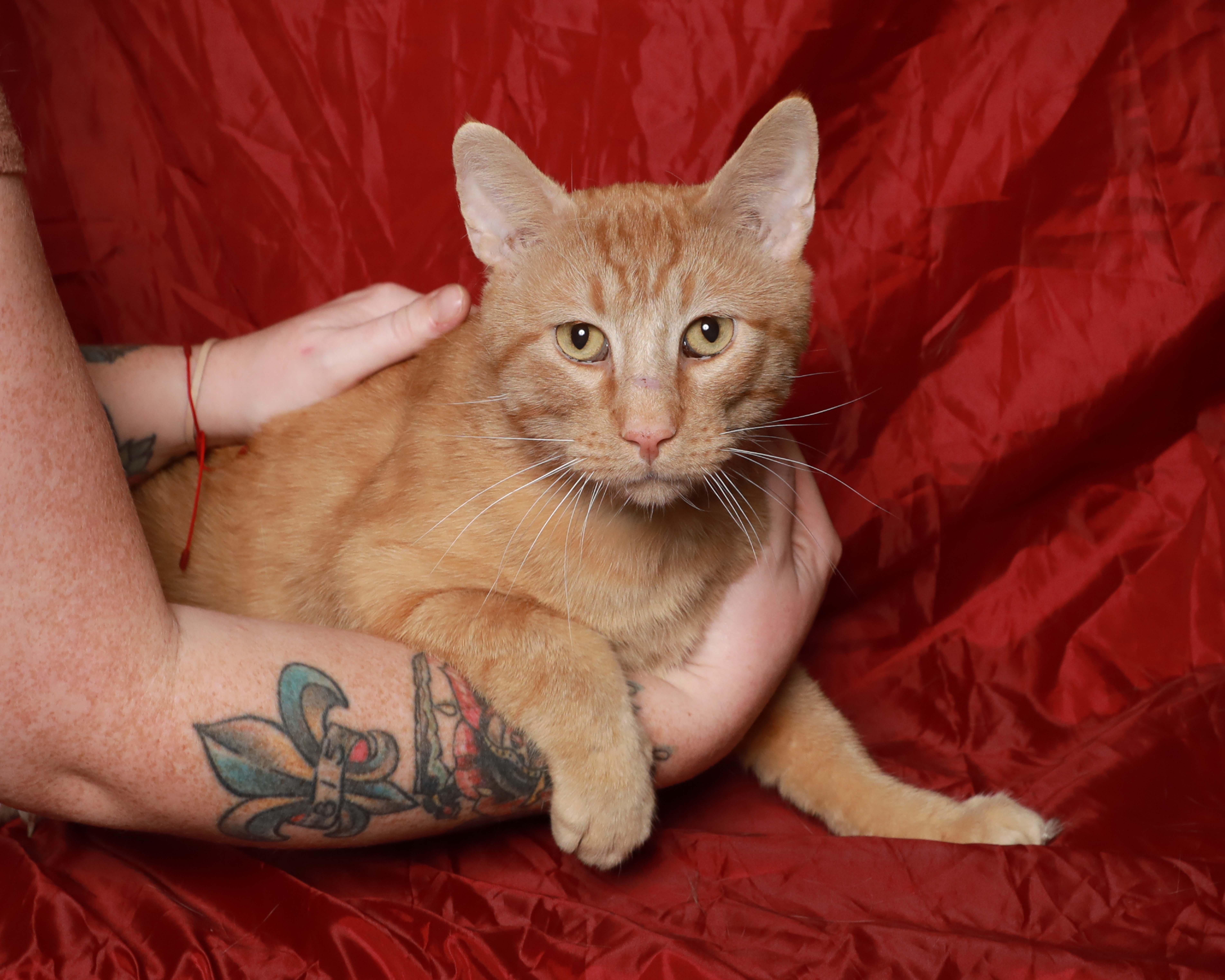 Van Gogh, a ADOPTABLE Domestic Short Hair in Rock Falls, IL image 3/4