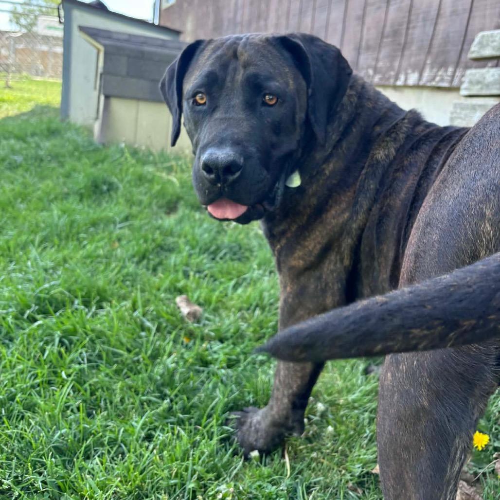 Jamaika, a Adoptable Mastiff in manchester, PA image 2/6
