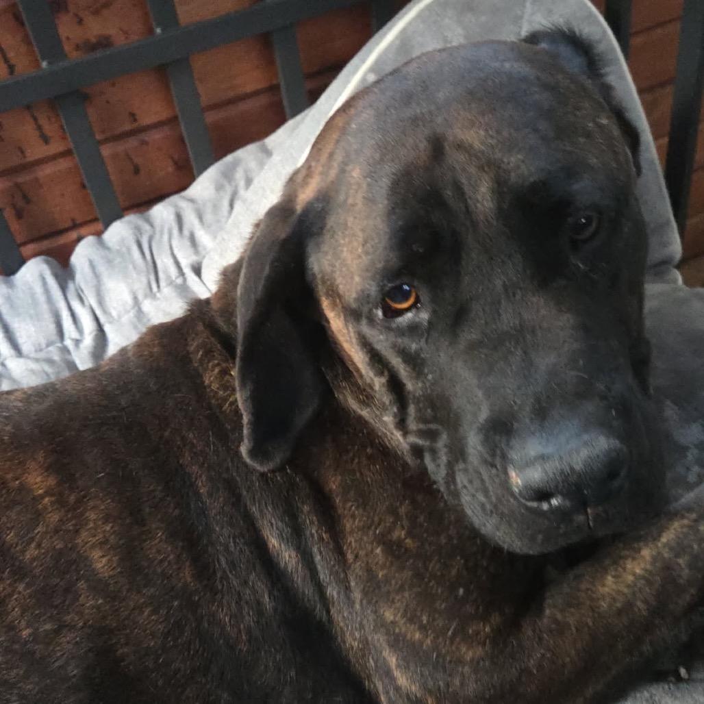 Jamaika, a Adoptable Mastiff in manchester, PA image 3/6