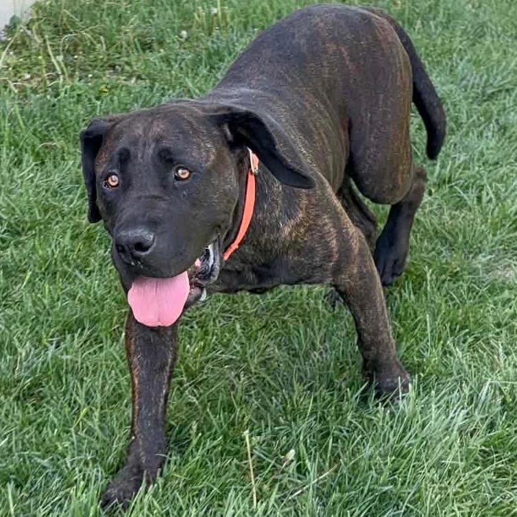 Jamaika, a Adoptable Mastiff in manchester, PA image 4/6