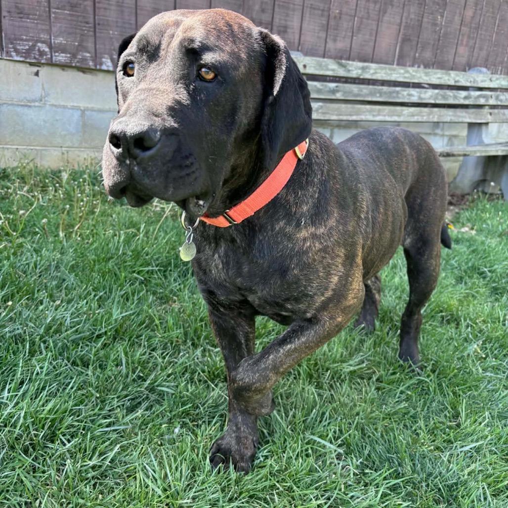 Jamaika, a Adoptable Mastiff in manchester, PA image 5/6