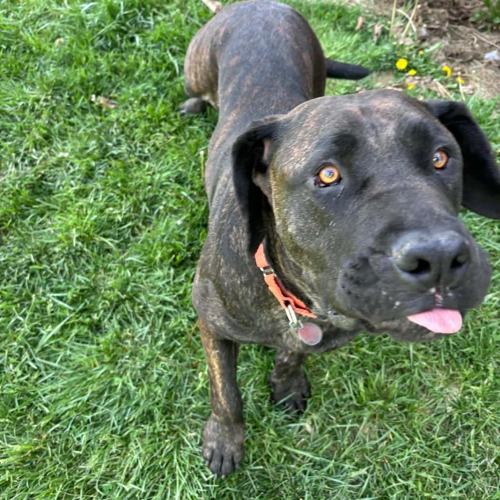 Jamaika, a Adoptable Mastiff in manchester, PA image 6/6