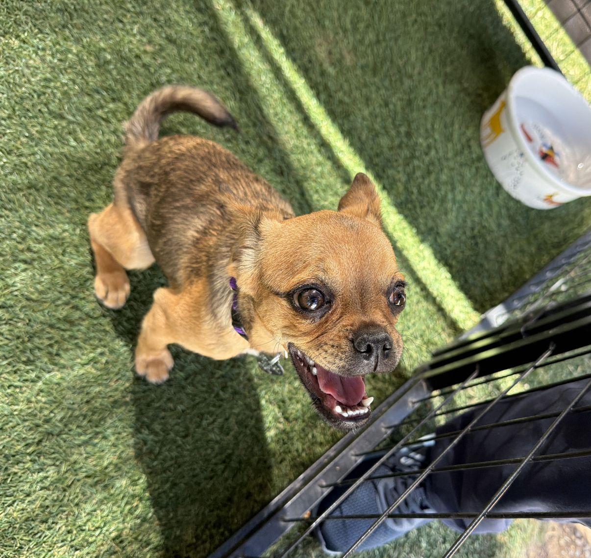 Enlarge Monique, an adopted mixed breed in El Paso, TX image 6/6