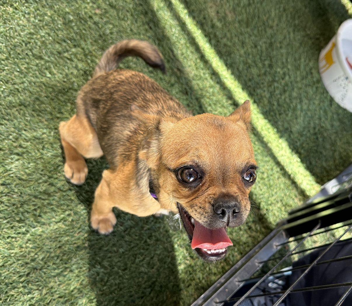 Enlarge Monique, an adopted mixed breed in El Paso, TX image 2/6