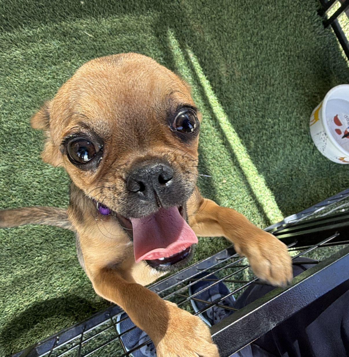 Enlarge Monique, an adopted mixed breed in El Paso, TX image 3/6