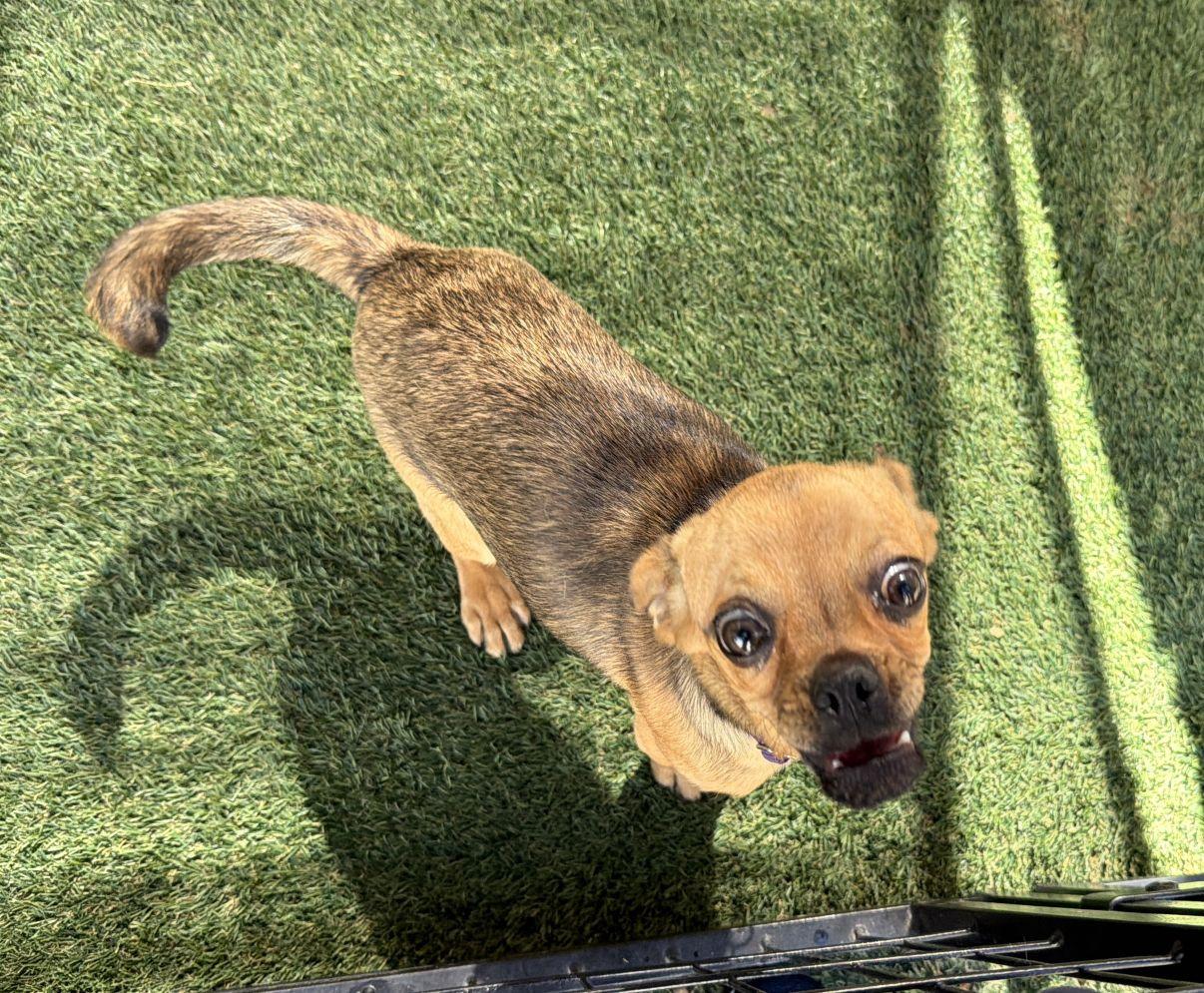 Enlarge Monique, an adopted mixed breed in El Paso, TX image 5/6