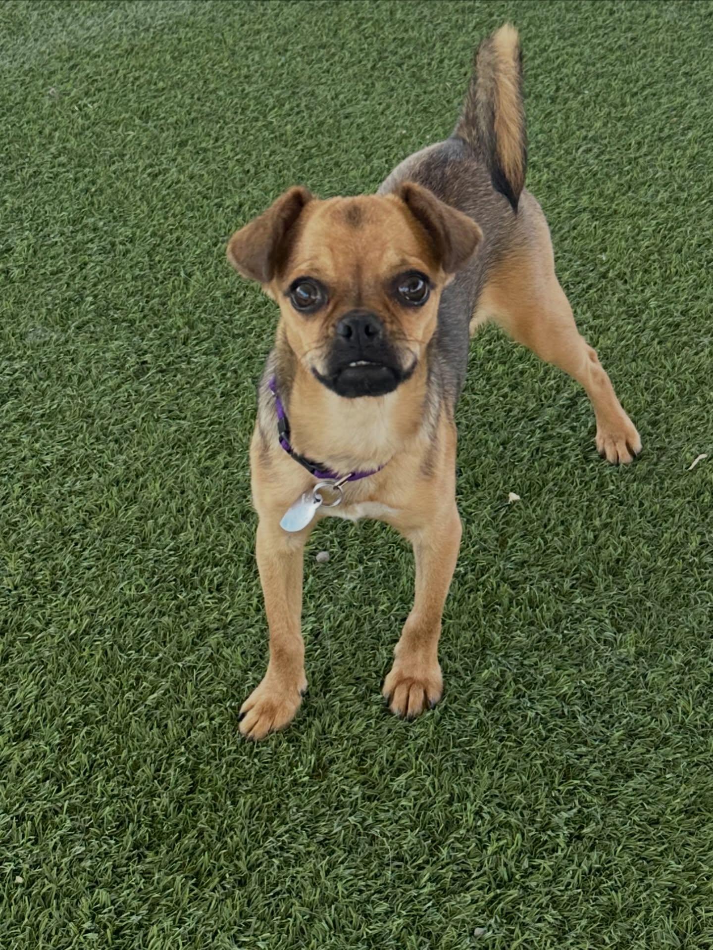 Enlarge Monique, an adopted mixed breed in El Paso, TX image 4/6