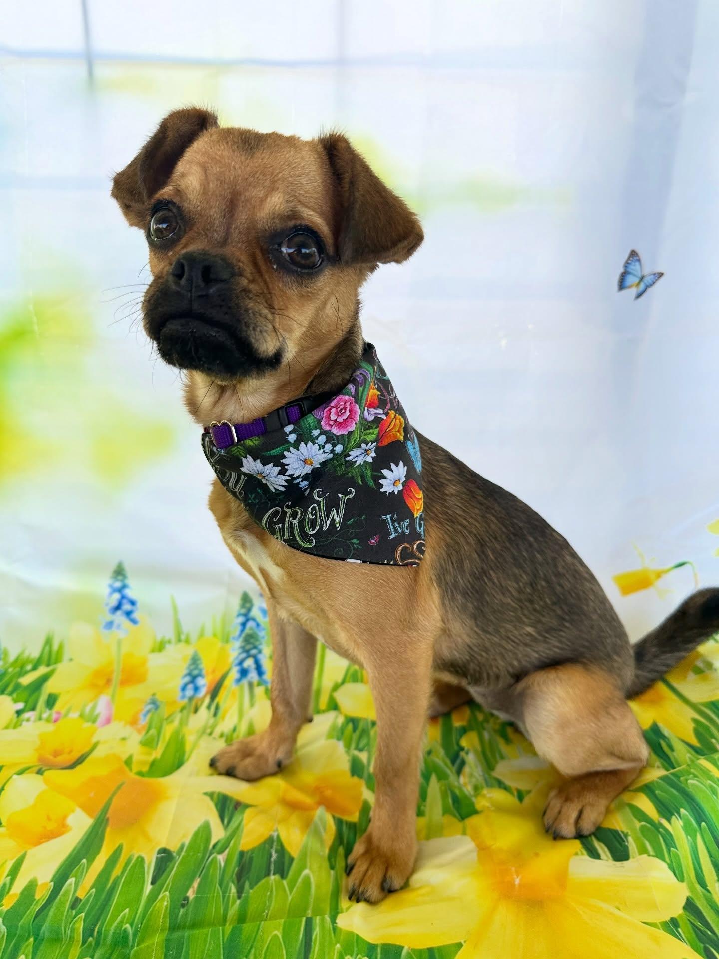 Monique, adopted, Young Female Pug.