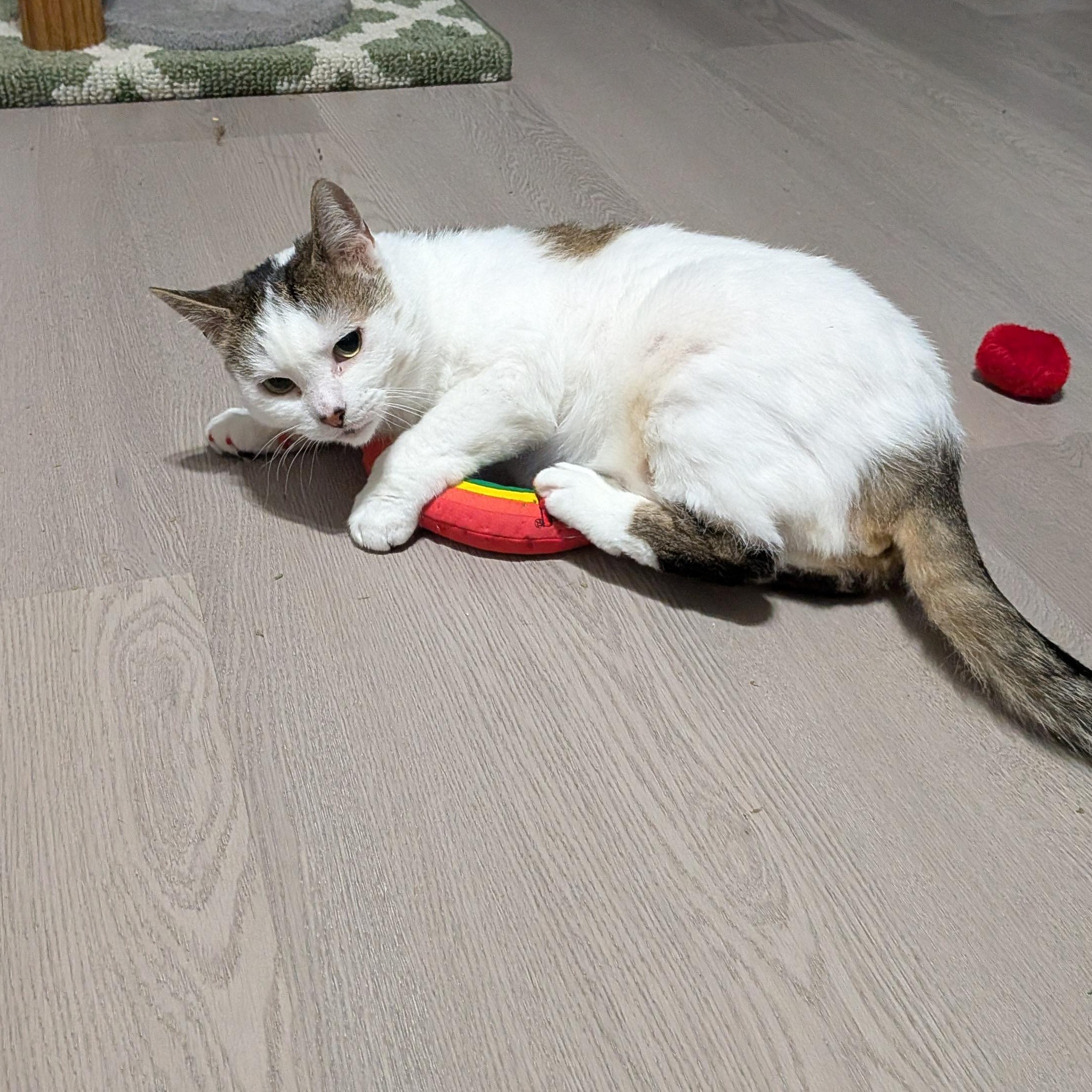 Downy, a ADOPTABLE Domestic Short Hair in Chilliwack, BC image 3/5