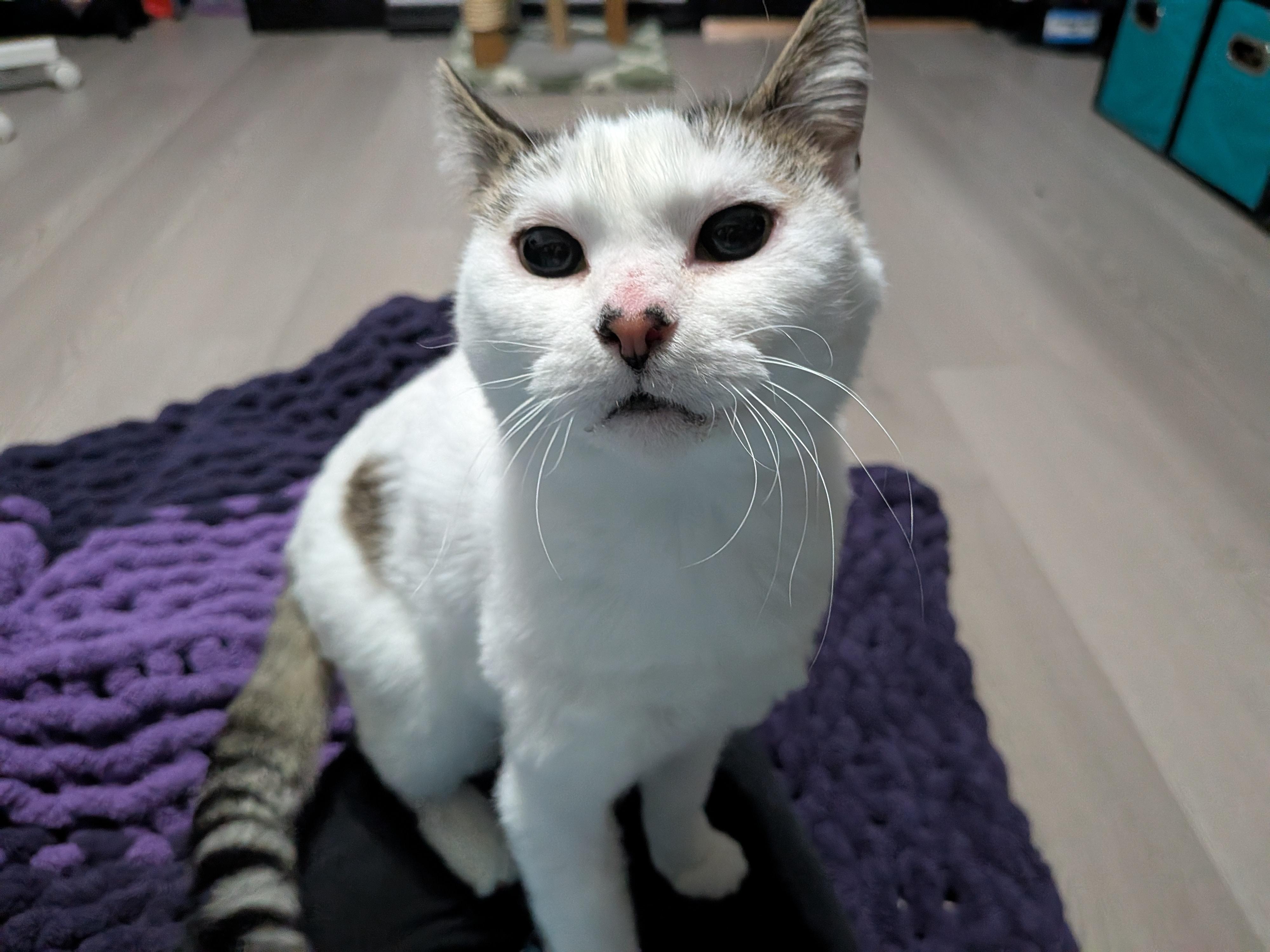 Downy, a ADOPTABLE Domestic Short Hair in Chilliwack, BC image 2/5