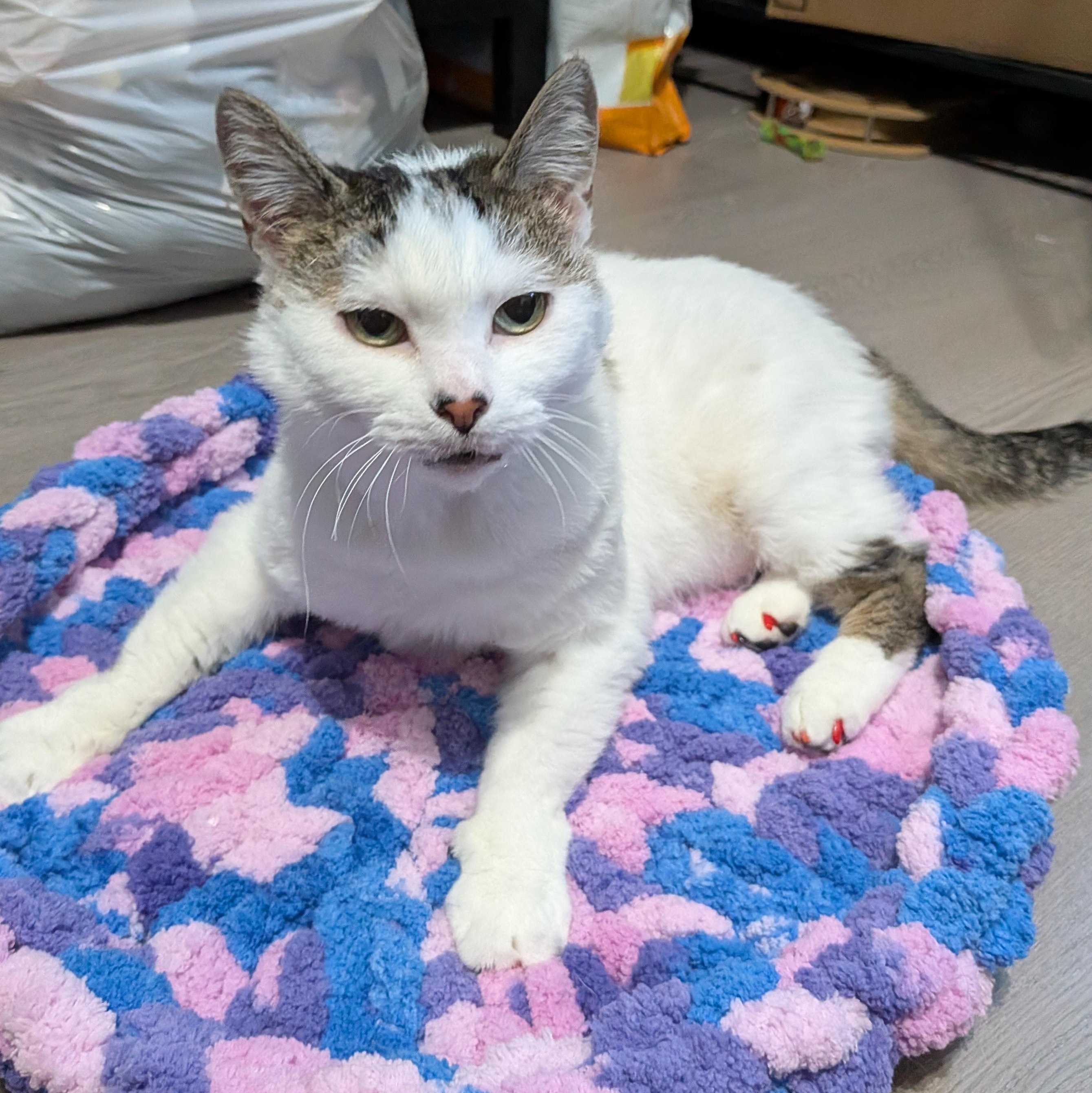 Downy, ADOPTABLE, Adult Female Domestic Short Hair.