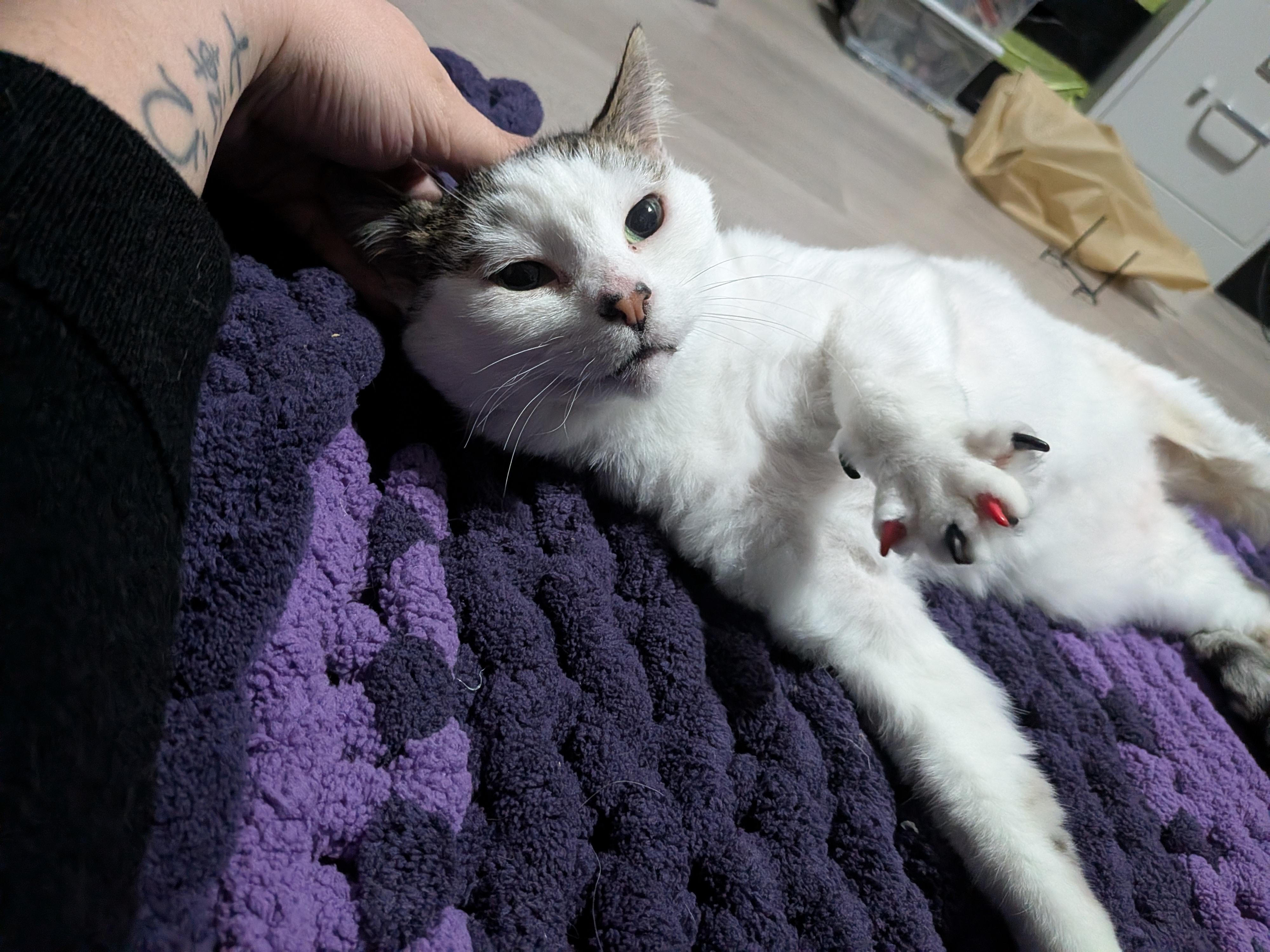 Downy, a ADOPTABLE Domestic Short Hair in Chilliwack, BC image 4/5