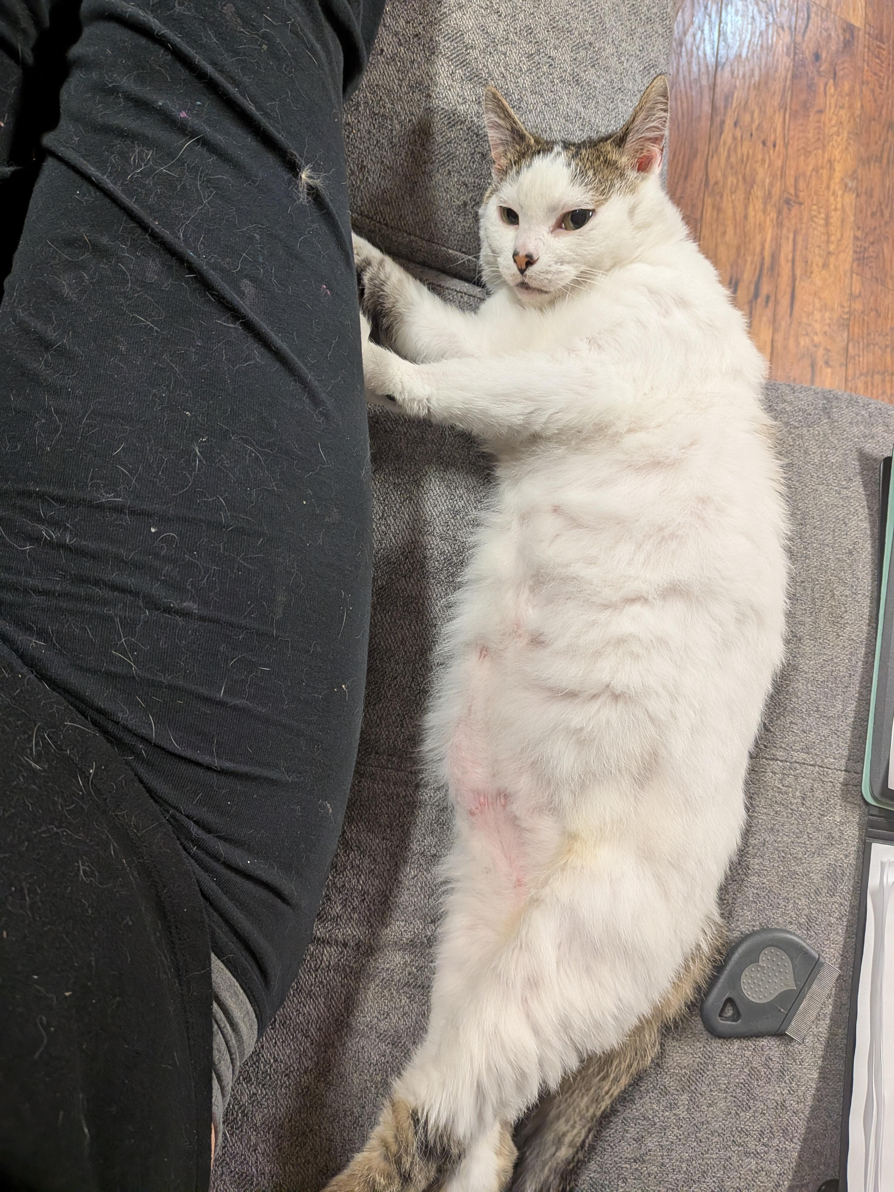 Downy, a ADOPTABLE Domestic Short Hair in Chilliwack, BC image 5/5
