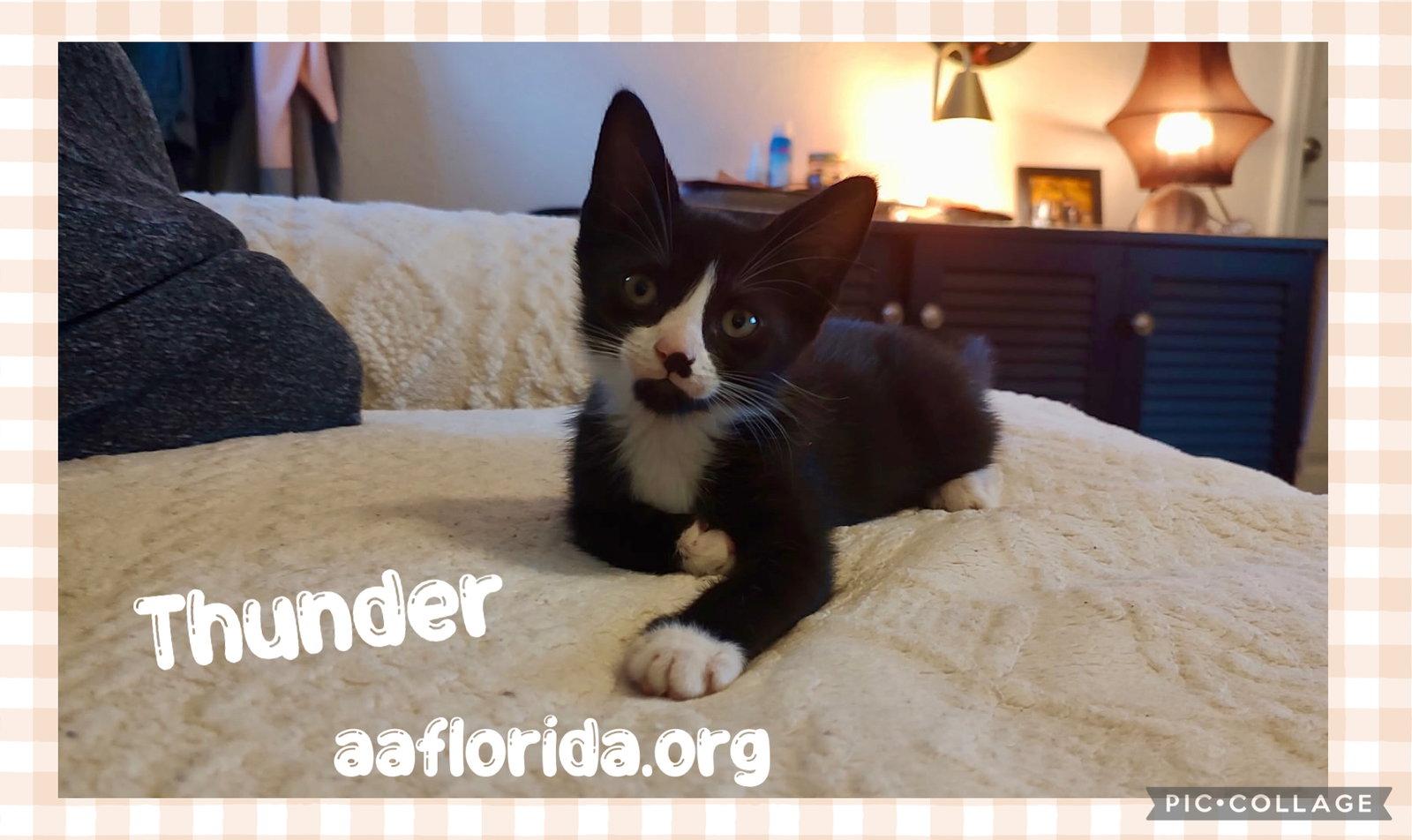 Thunder, Adopted, Young Male Tuxedo & Domestic Short Hair.