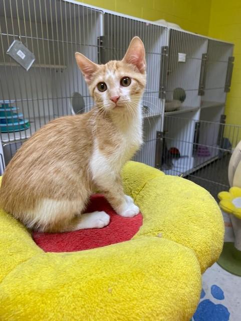 Neptune, Adoptable, Kitten Male Domestic Short Hair.