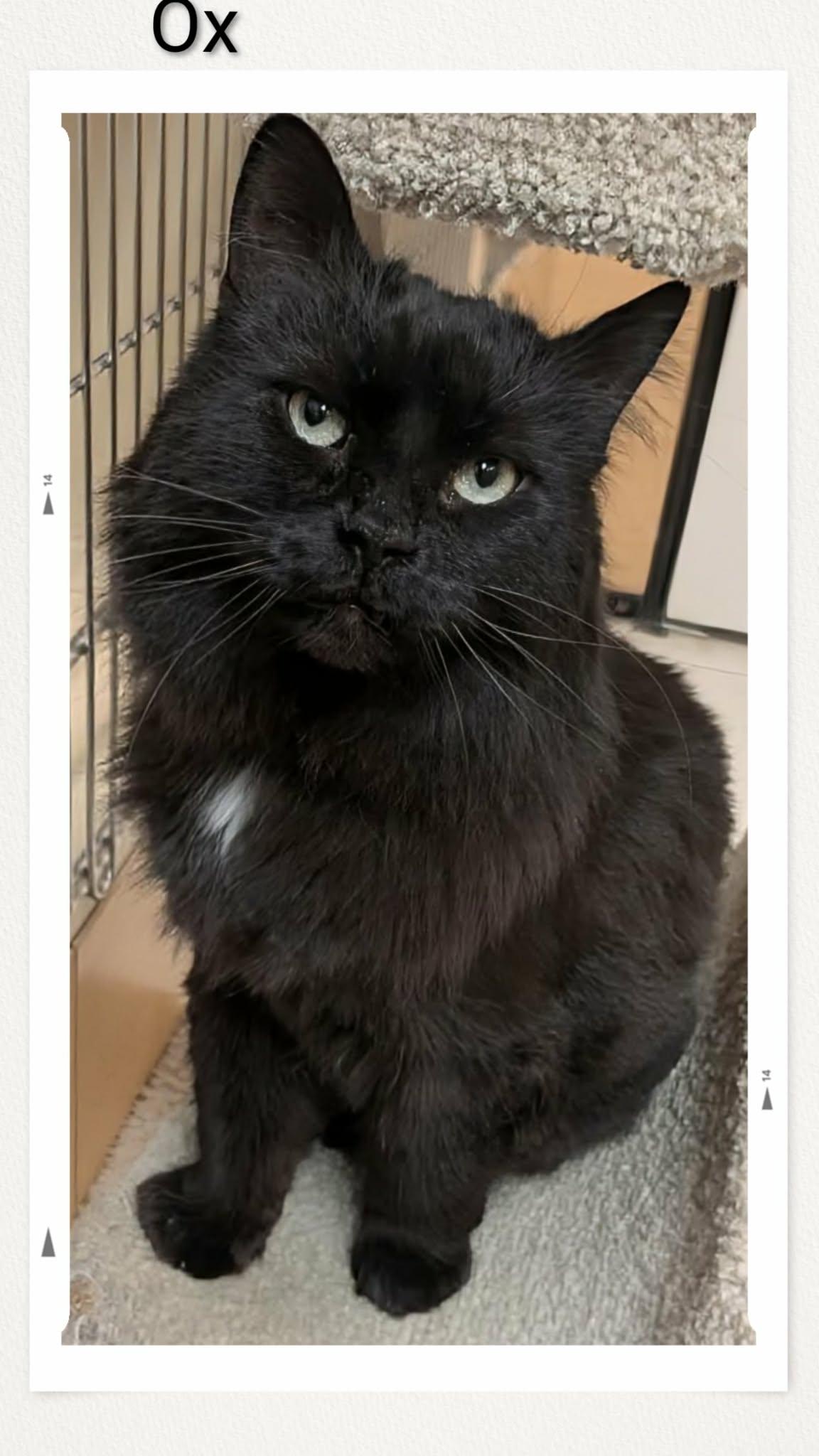 Ox, Adopted, Young Male Domestic Medium Hair.