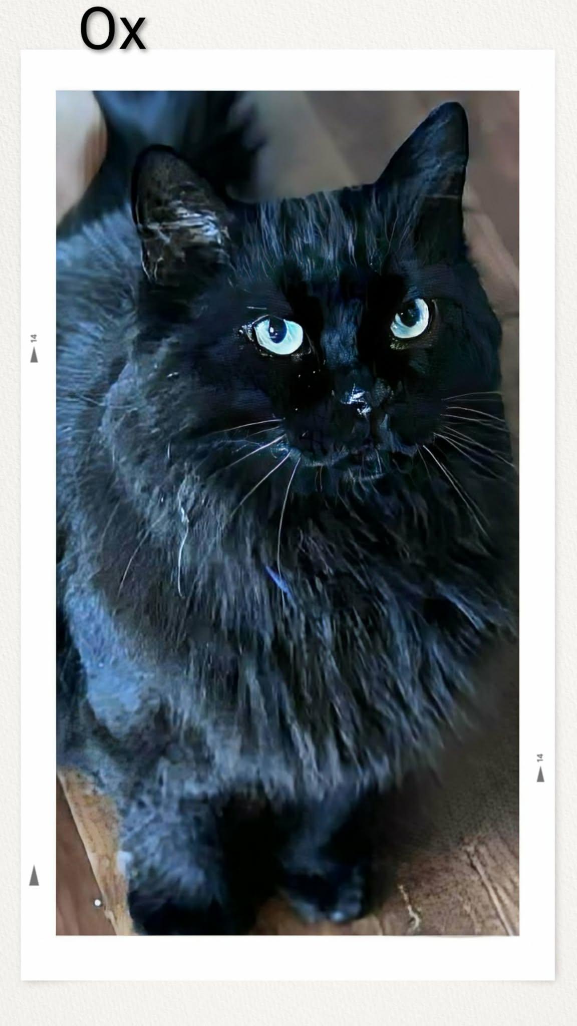 Ox, a Adopted Domestic Medium Hair in Caistor Centre, ON image 2/2